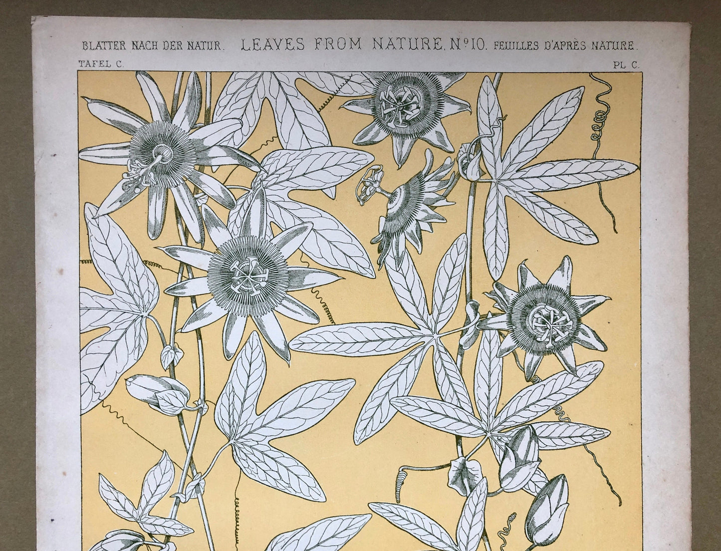 Leaves From Nature No 10. A Plate From The Grammar of Ornament by Owen Jones (1809 - 68). Size: 33 x 23 cms.