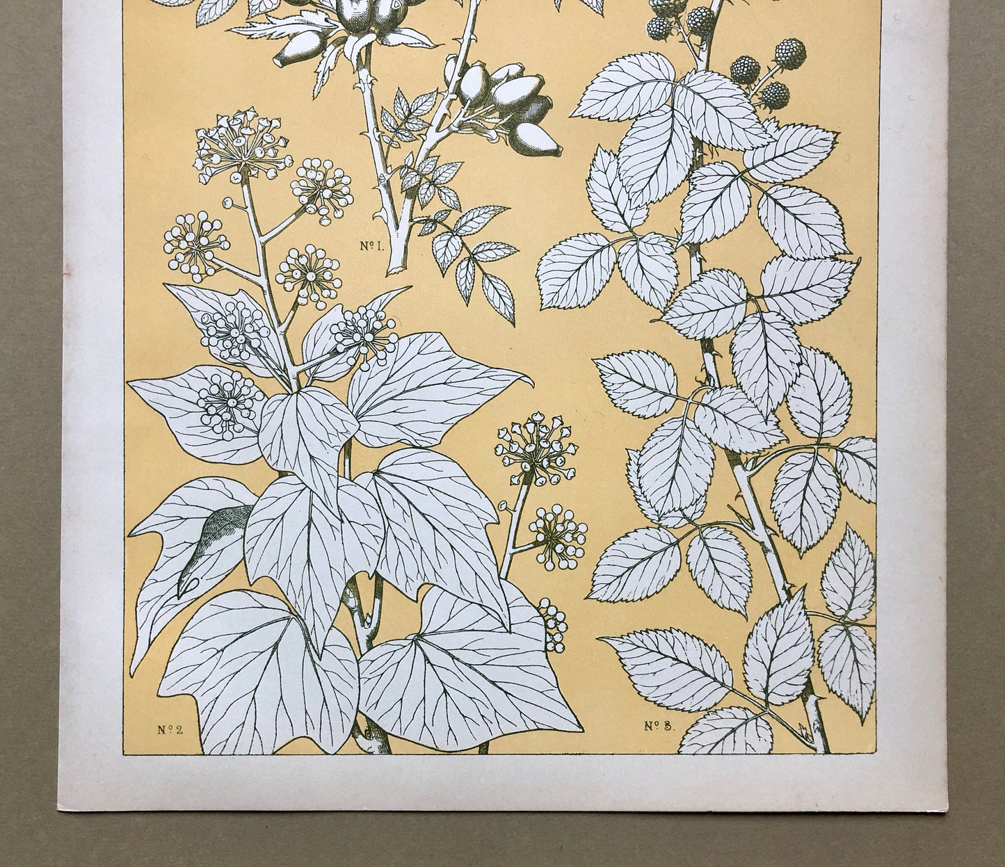 Leaves From Nature No 6. A Plate From The Grammar of Ornament by Owen Jones (1809 - 68). Size: 33 x 23 cms.