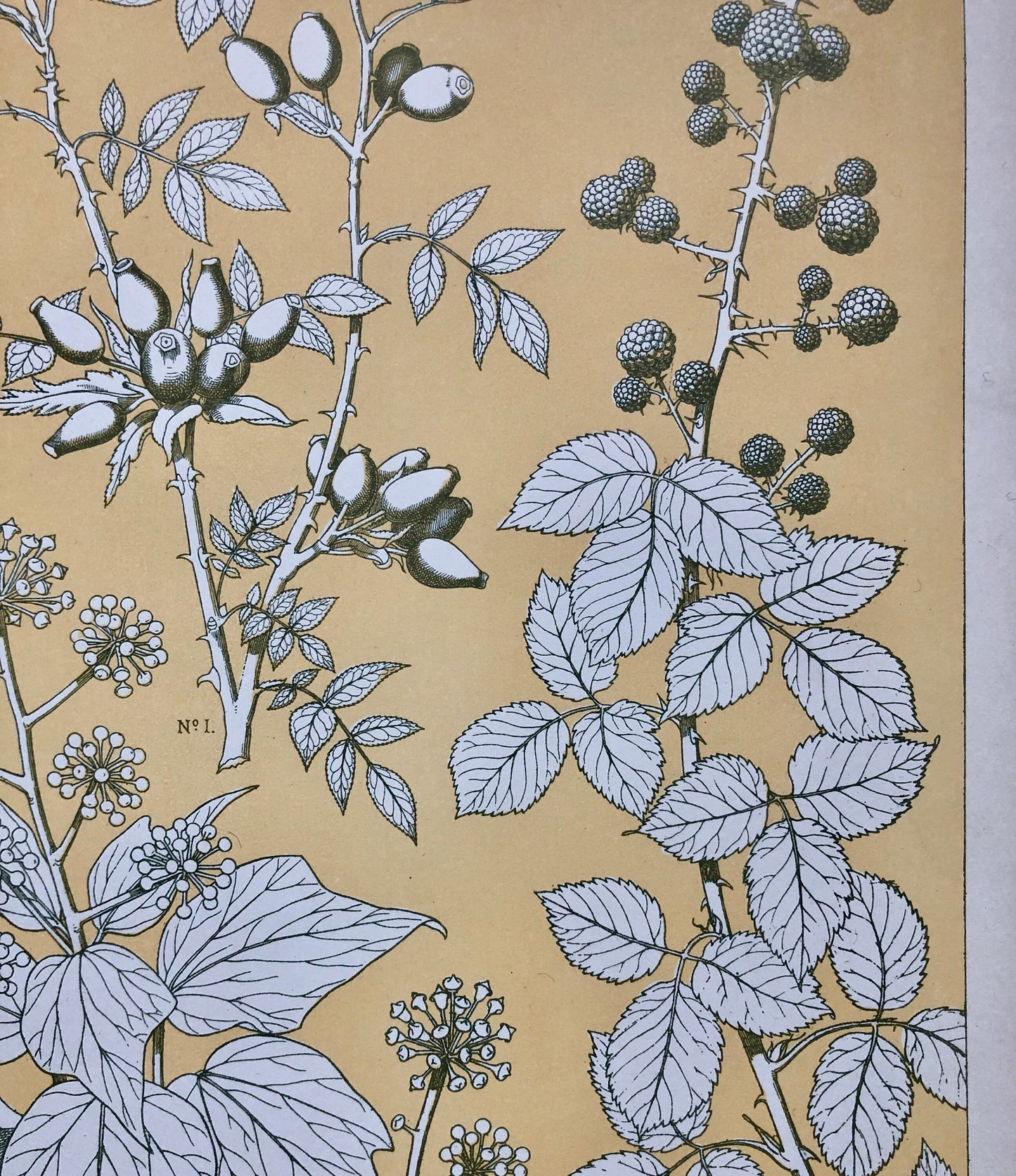 Leaves From Nature No 6. A Plate From The Grammar of Ornament by Owen Jones (1809 - 68). Size: 33 x 23 cms.