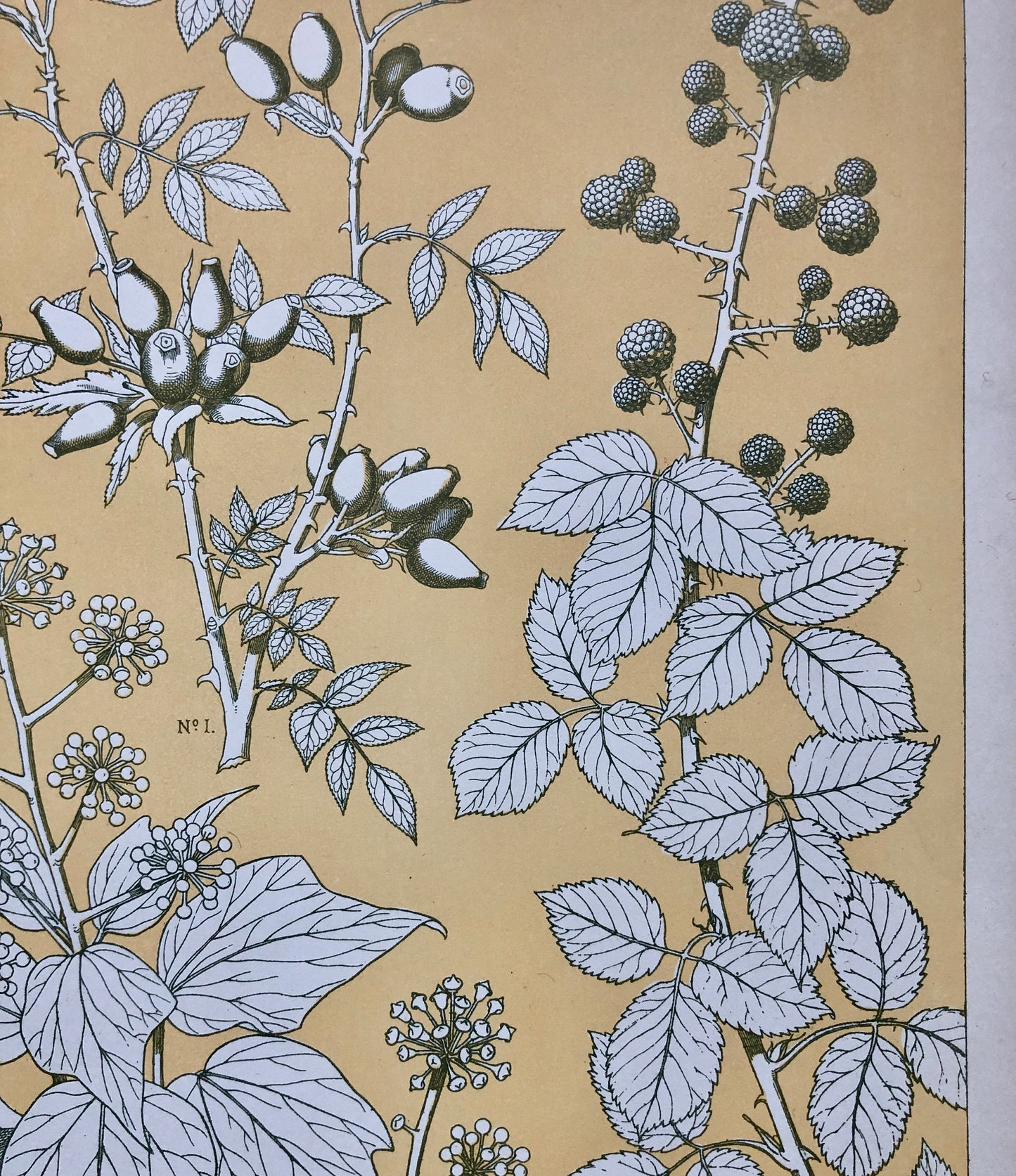 Leaves From Nature No 6. A Plate From The Grammar of Ornament by Owen Jones (1809 - 68). Size: 33 x 23 cms.