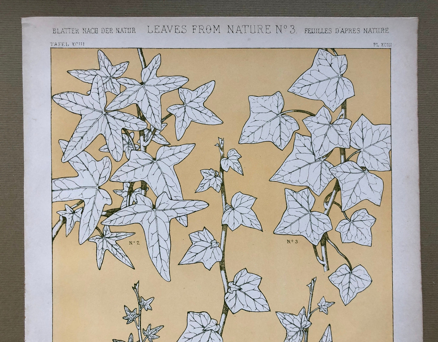 Leaves From Nature No 3. An Original Plate From The Grammar of Ornament by Owen Jones (1809 - 68). Size: 33 x 23 cms.