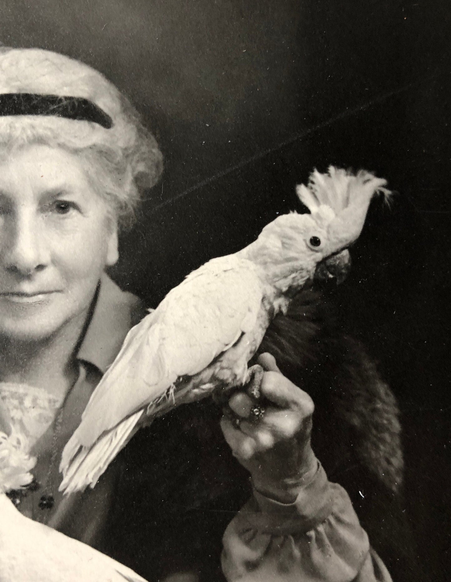 An Original Photograph of Dame Clara Butt with Cockatoos. From the studio of Thomas Fall, Baker Street, London W1. Size 12 x 11.8 cms. 1928.