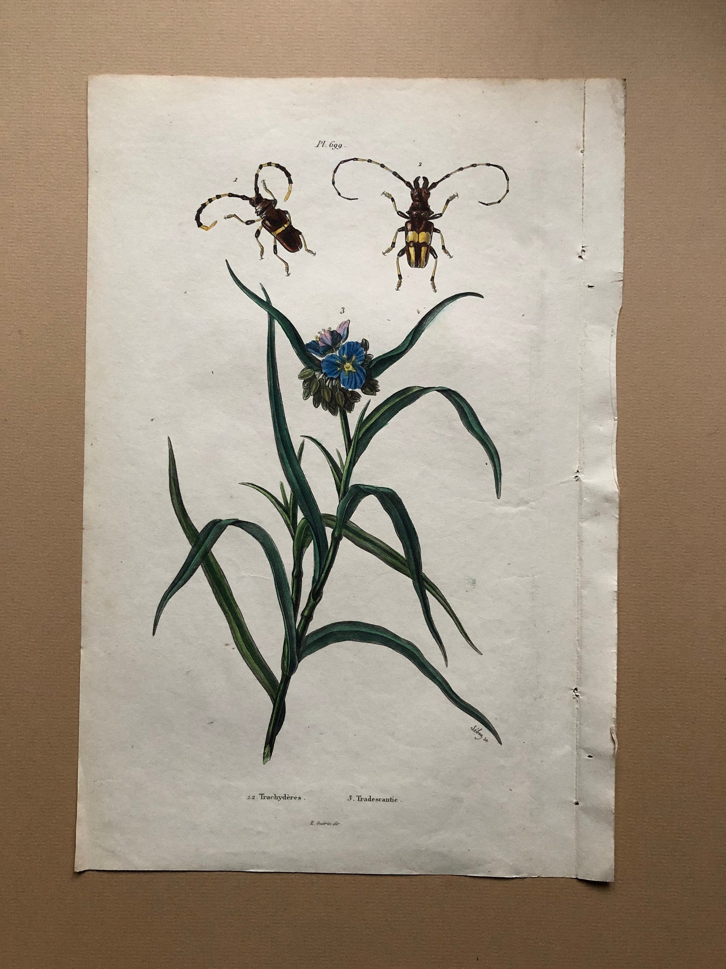 Three Antique Prints (1830s) From a French Dictionary Featuring Beetles, Plants and Other Creatures. Size: 28. X 18 cms.