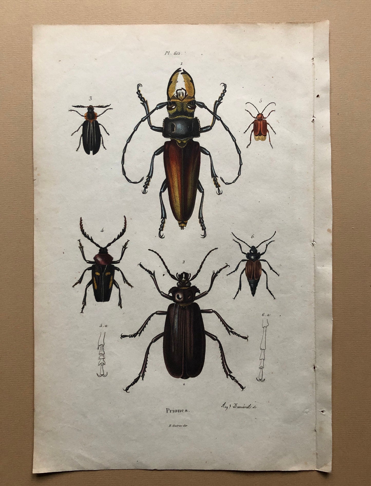 Five Antique Steel Engravings (1830s) From a French Dictionary Featuring Varieties of Beetle. Engraved by August Demenil. 28. X 18 cms.