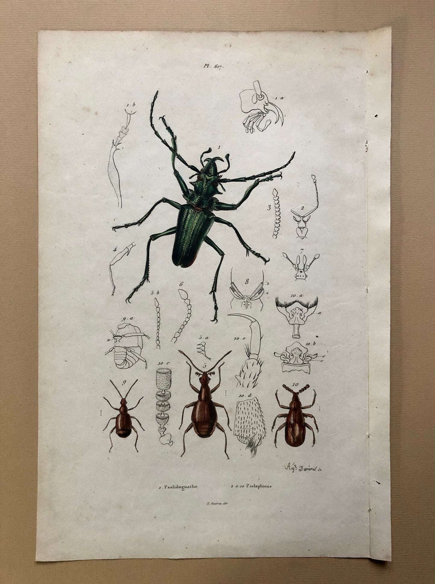 Five Antique Steel Engravings (1830s) From a French Dictionary Featuring Varieties of Beetle. Engraved by August Demenil. 28. X 18 cms.