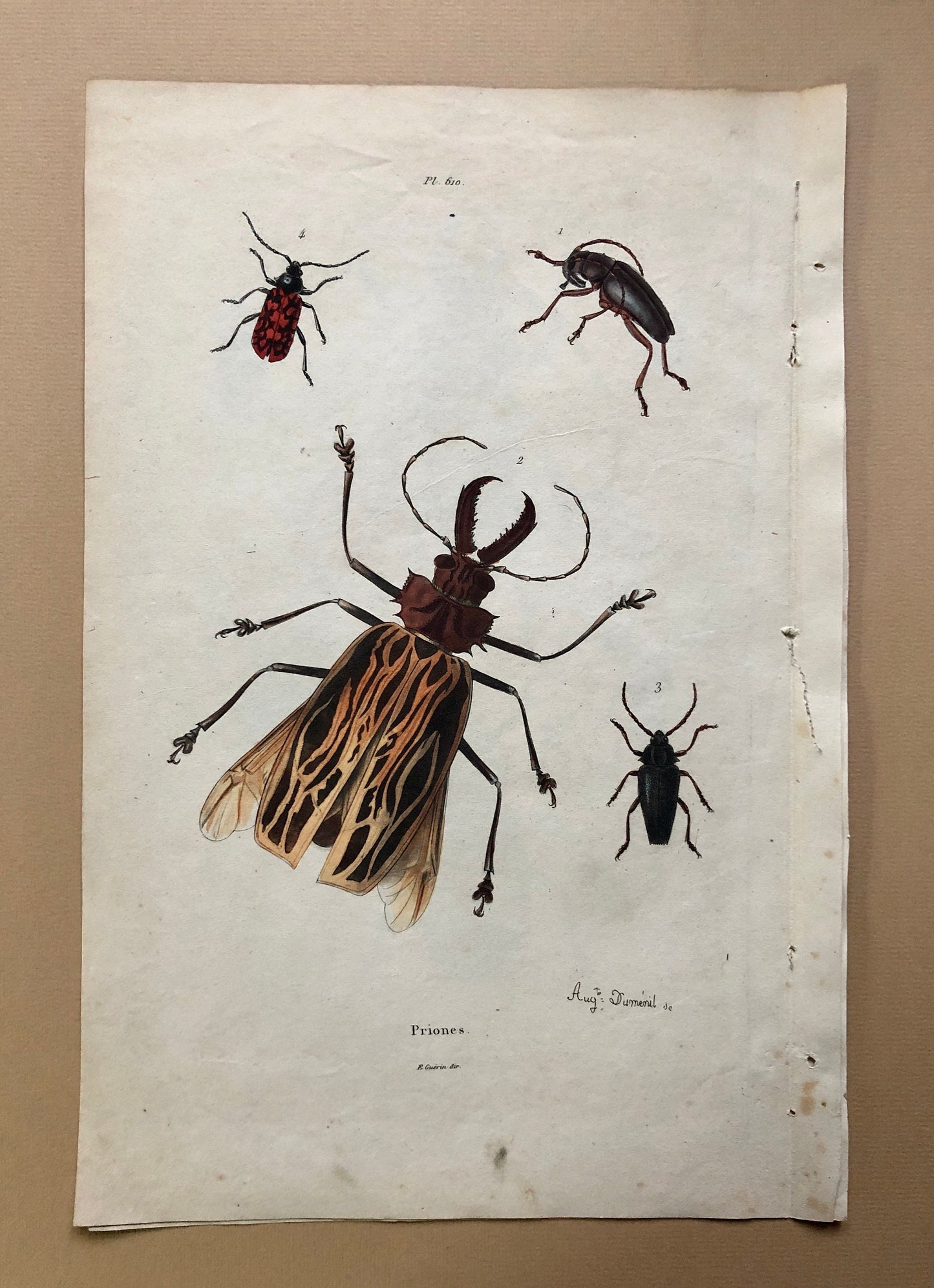 Five Antique Steel Engravings (1830s) From a French Dictionary Featuring Varieties of Beetle. Engraved by August Demenil. 28. X 18 cms.