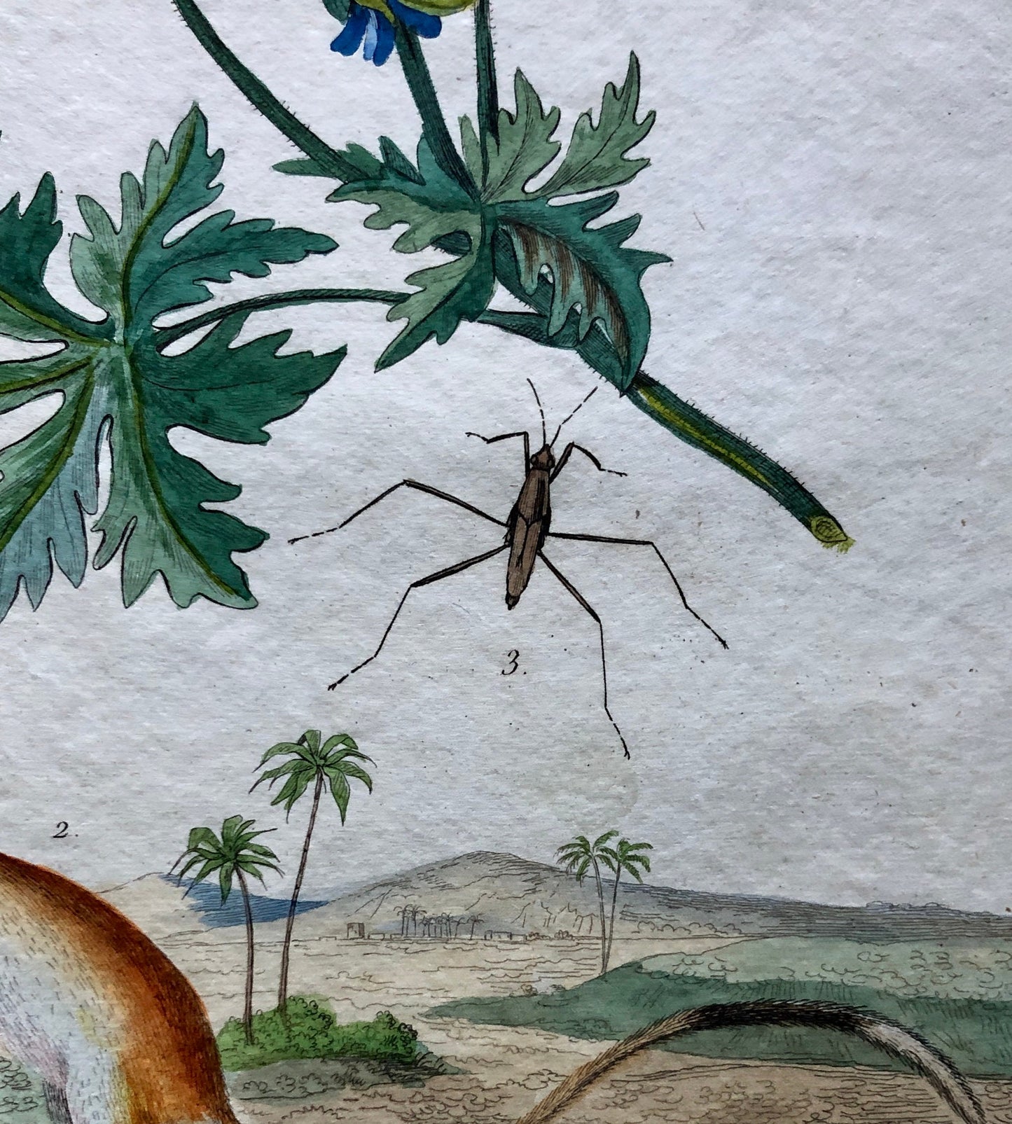 Two Antique Prints (1830s) From a French Dictionary Featuring Plants, Insects and a Jerboa. Size: 28. X 18 cms.