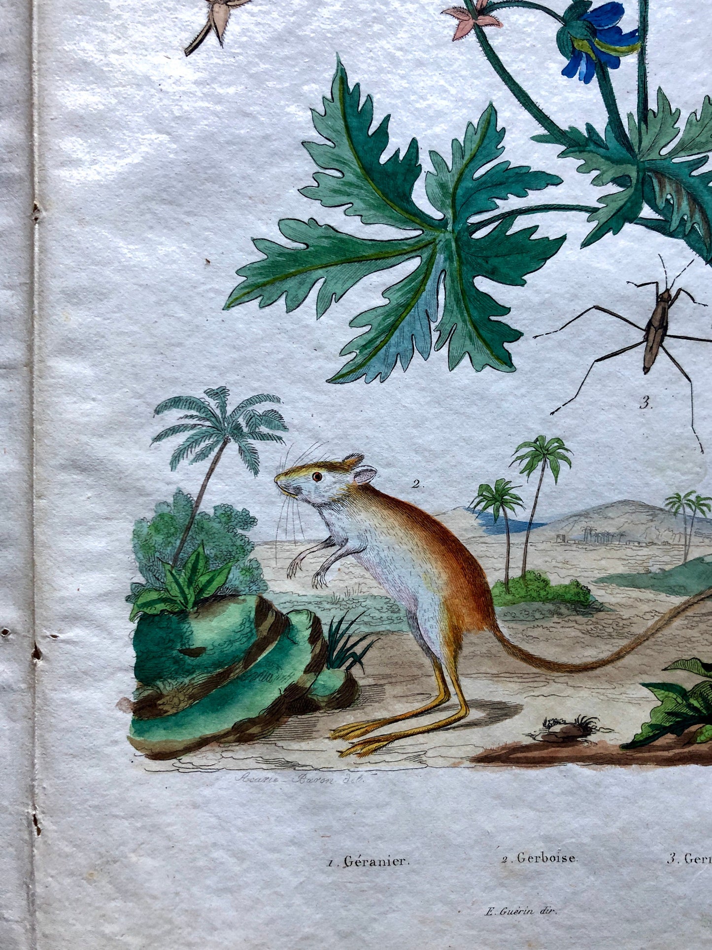 Two Antique Prints (1830s) From a French Dictionary Featuring Plants, Insects and a Jerboa. Size: 28. X 18 cms.