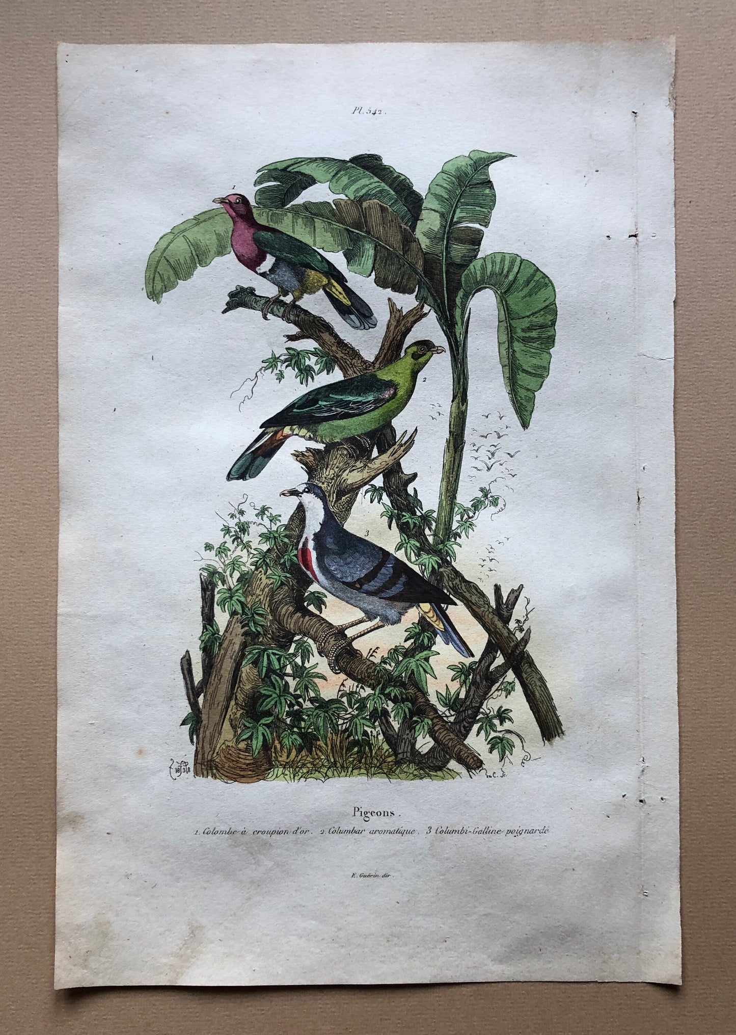 Six Antique Hand Coloured Lithographs (1830s) From a French Dictionary Breeds of Pigeon. Engraved by Du Carre. Size: 28. X 18 cms.
