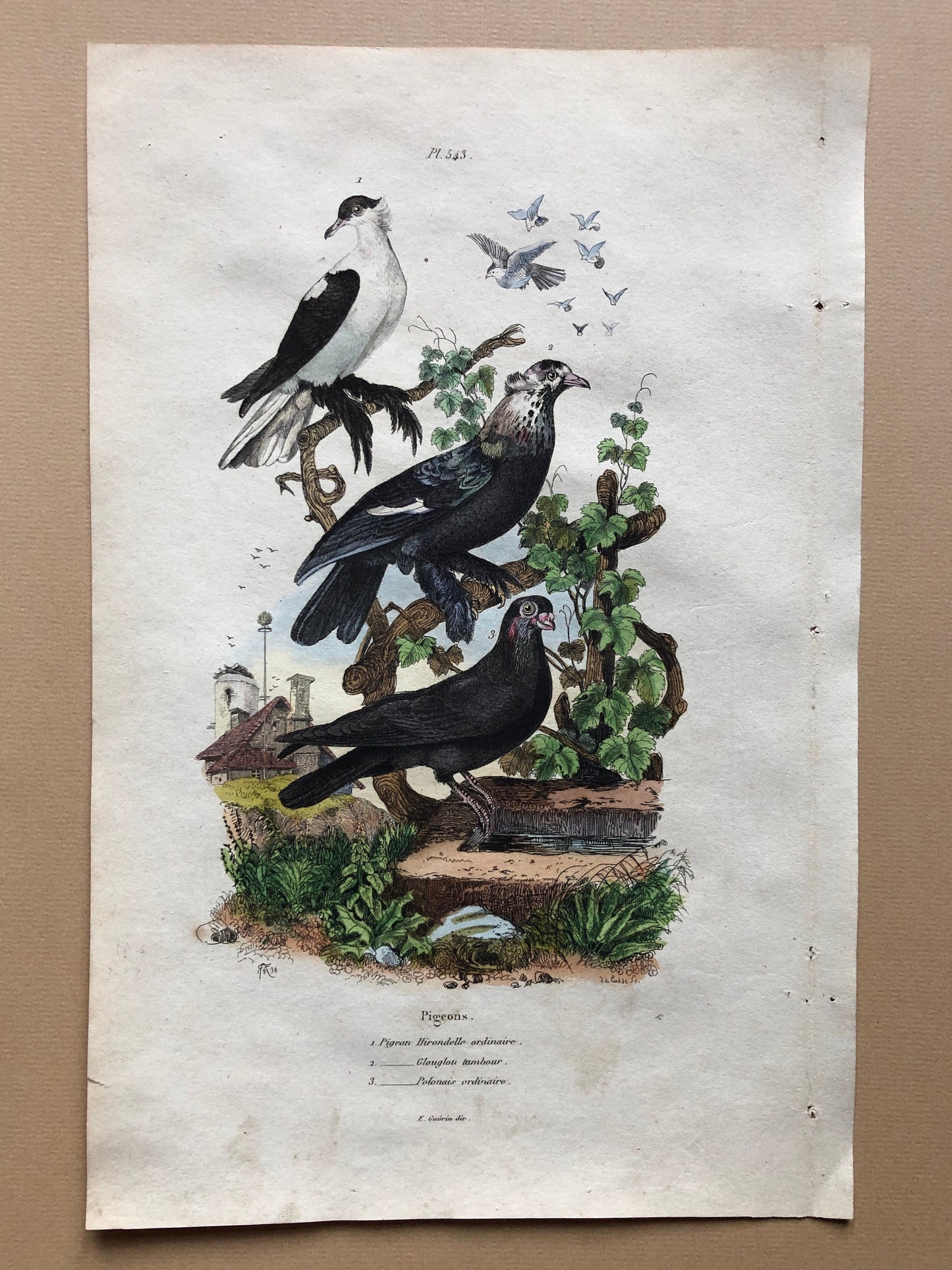 Six Antique Hand Coloured Lithographs (1830s) From a French Dictionary Breeds of Pigeon. Engraved by Du Carre. Size: 28. X 18 cms.