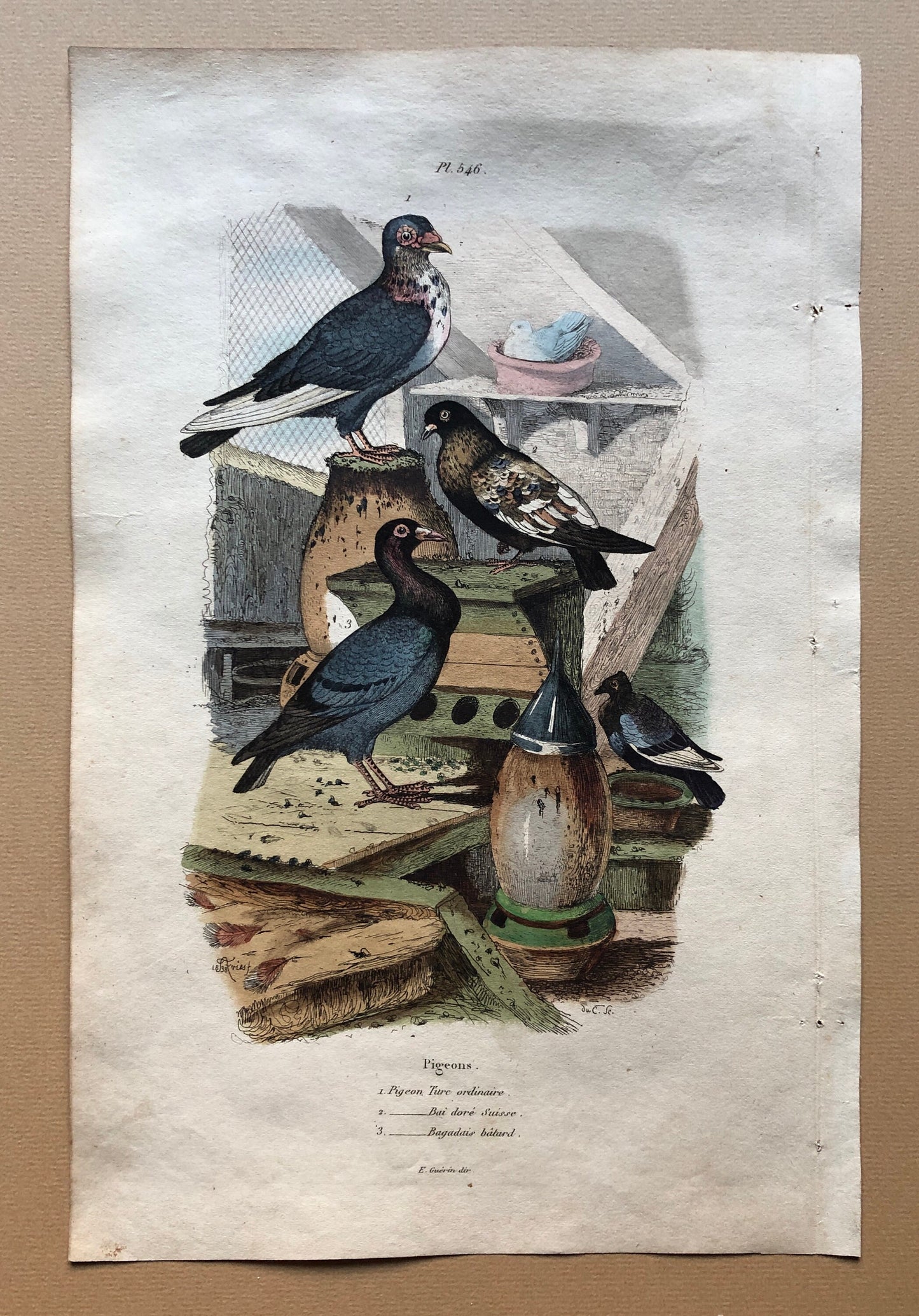 Six Antique Hand Coloured Lithographs (1830s) From a French Dictionary Breeds of Pigeon. Engraved by Du Carre. Size: 28. X 18 cms.
