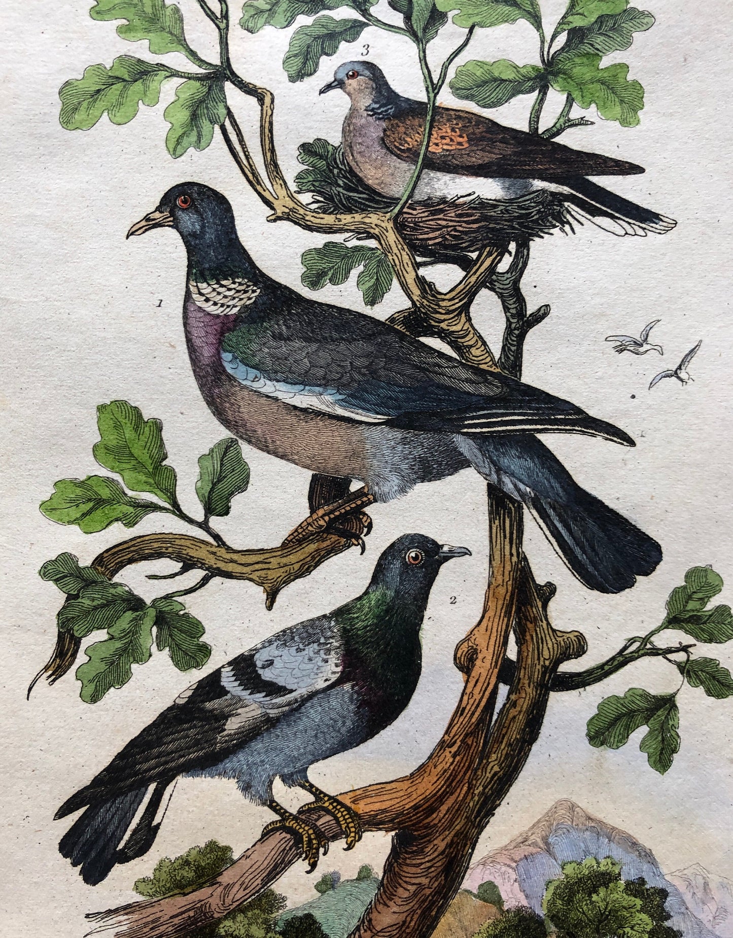 Six Antique Hand Coloured Lithographs (1830s) From a French Dictionary Breeds of Pigeon. Engraved by Du Carre. Size: 28. X 18 cms.