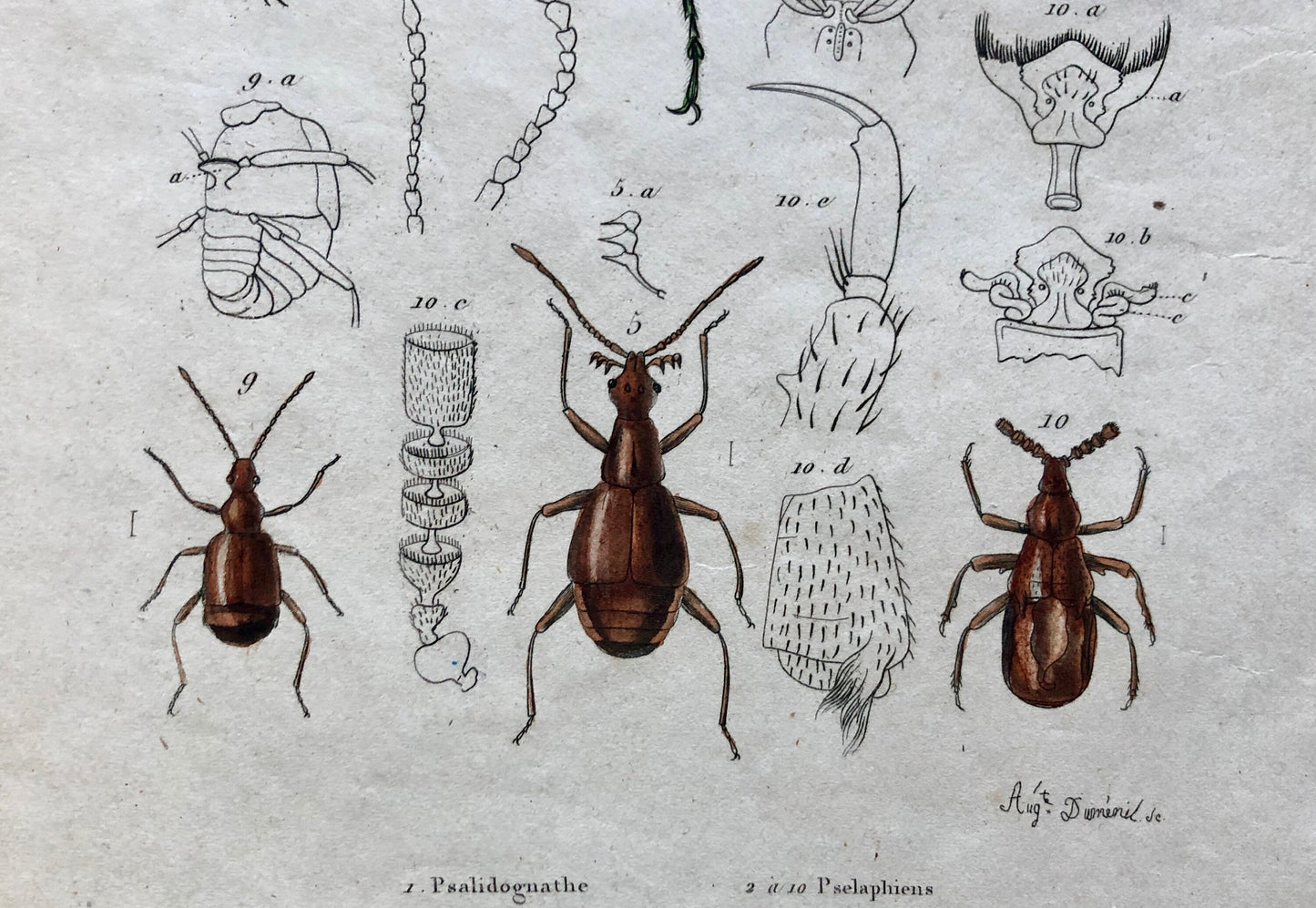 Five Antique Steel Engravings (1830s) From a French Dictionary Featuring Varieties of Beetle. Engraved by August Demenil. 28. X 18 cms.