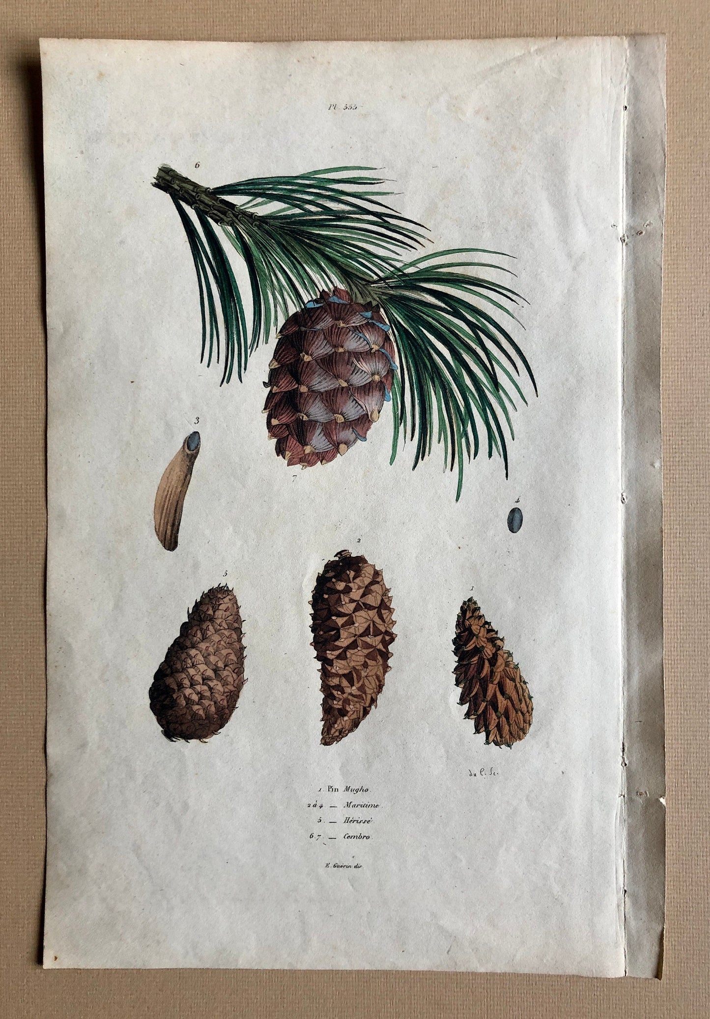 Four Antique Prints (1838) From a French Dictionary Featuring Different Varieties of Pine Cone. Size: 28. X 18 cms.