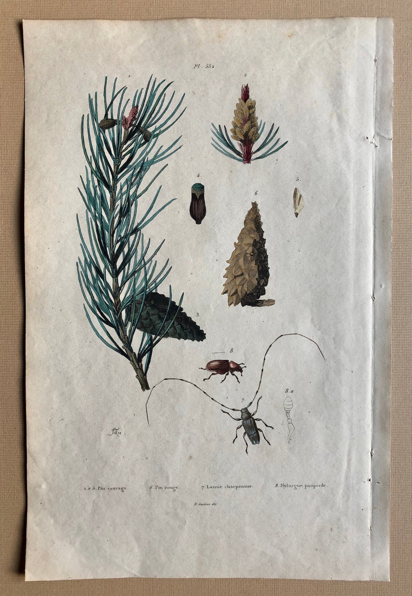 Four Antique Prints (1838) From a French Dictionary Featuring Different Varieties of Pine Cone. Size: 28. X 18 cms.