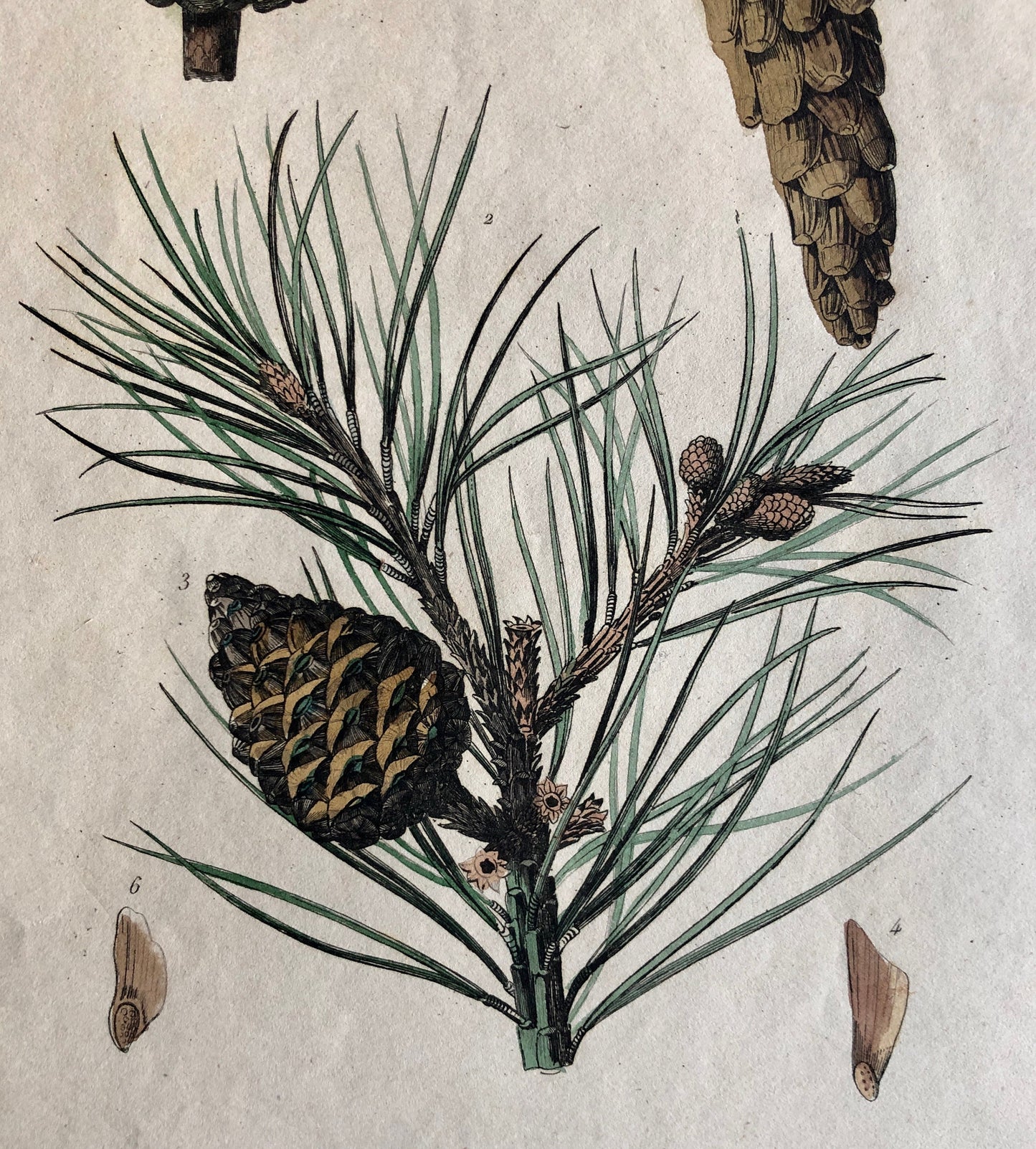 Four Antique Prints (1838) From a French Dictionary Featuring Different Varieties of Pine Cone. Size: 28. X 18 cms.