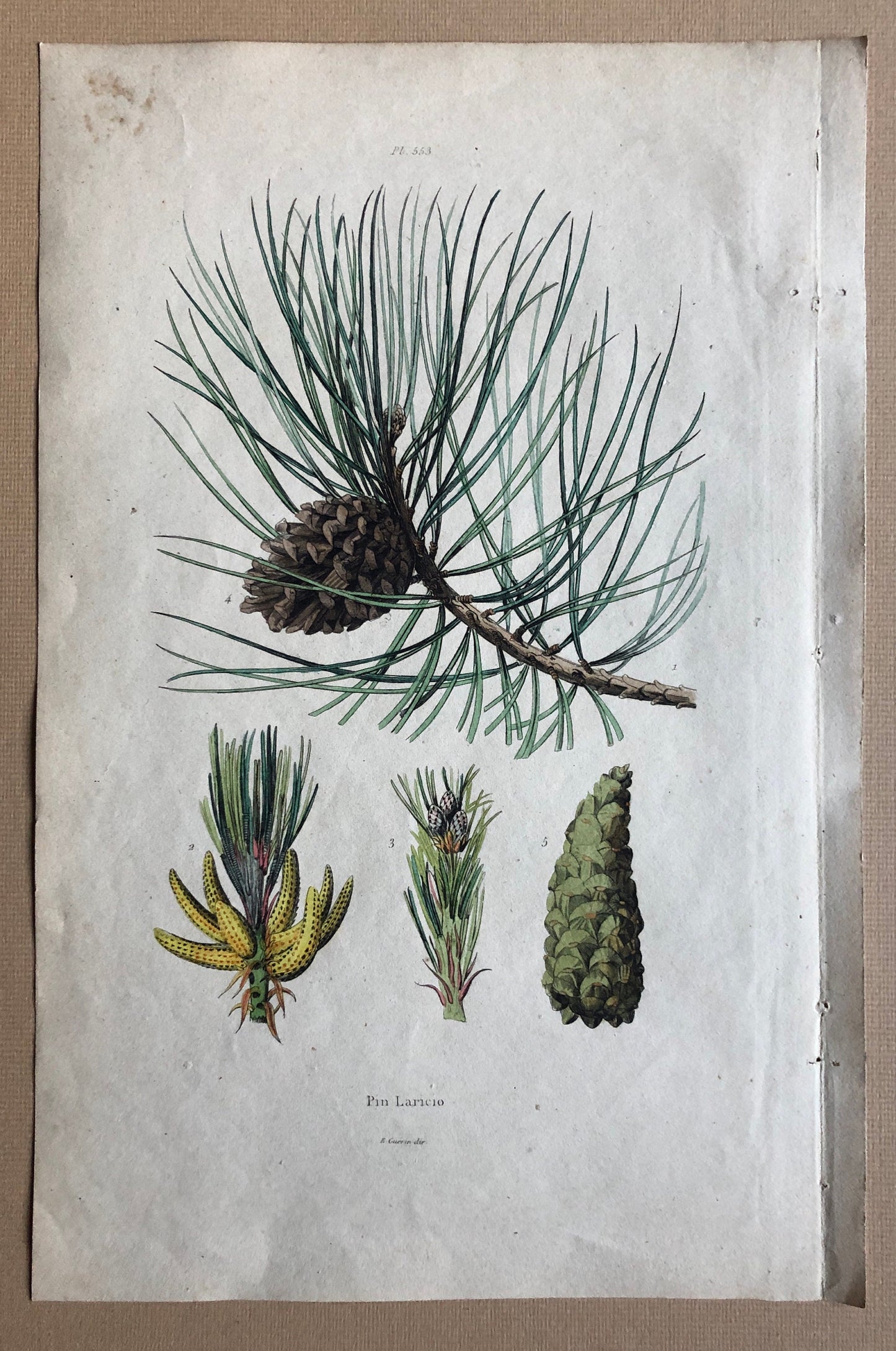 Four Antique Prints (1838) From a French Dictionary Featuring Different Varieties of Pine Cone. Size: 28. X 18 cms.