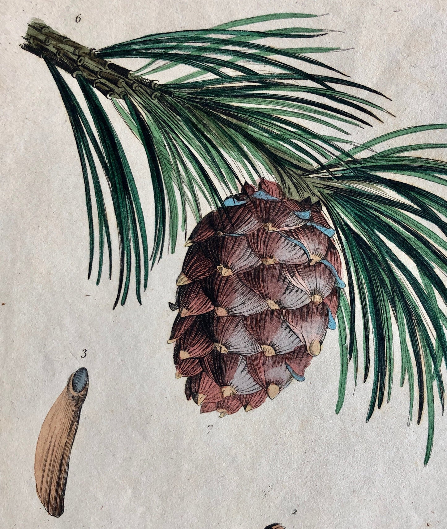 Four Antique Prints (1838) From a French Dictionary Featuring Different Varieties of Pine Cone. Size: 28. X 18 cms.