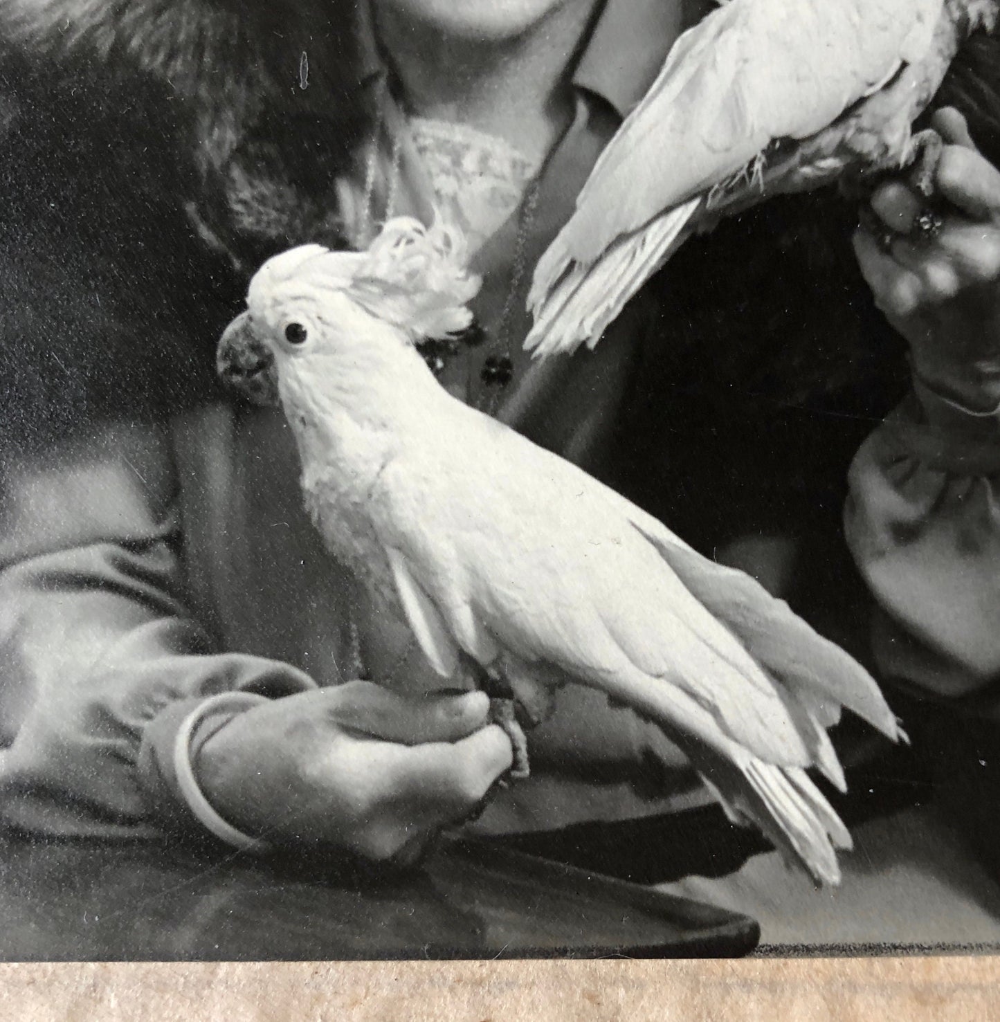 An Original Photograph of Dame Clara Butt with Cockatoos. From the studio of Thomas Fall, Baker Street, London W1. Size 12 x 11.8 cms. 1928.