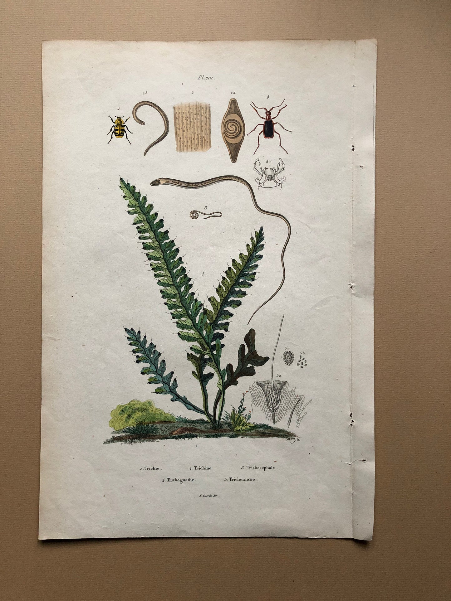 Three Antique Prints (1830s) From a French Dictionary Featuring Beetles, Plants and Other Creatures. Size: 28. X 18 cms.