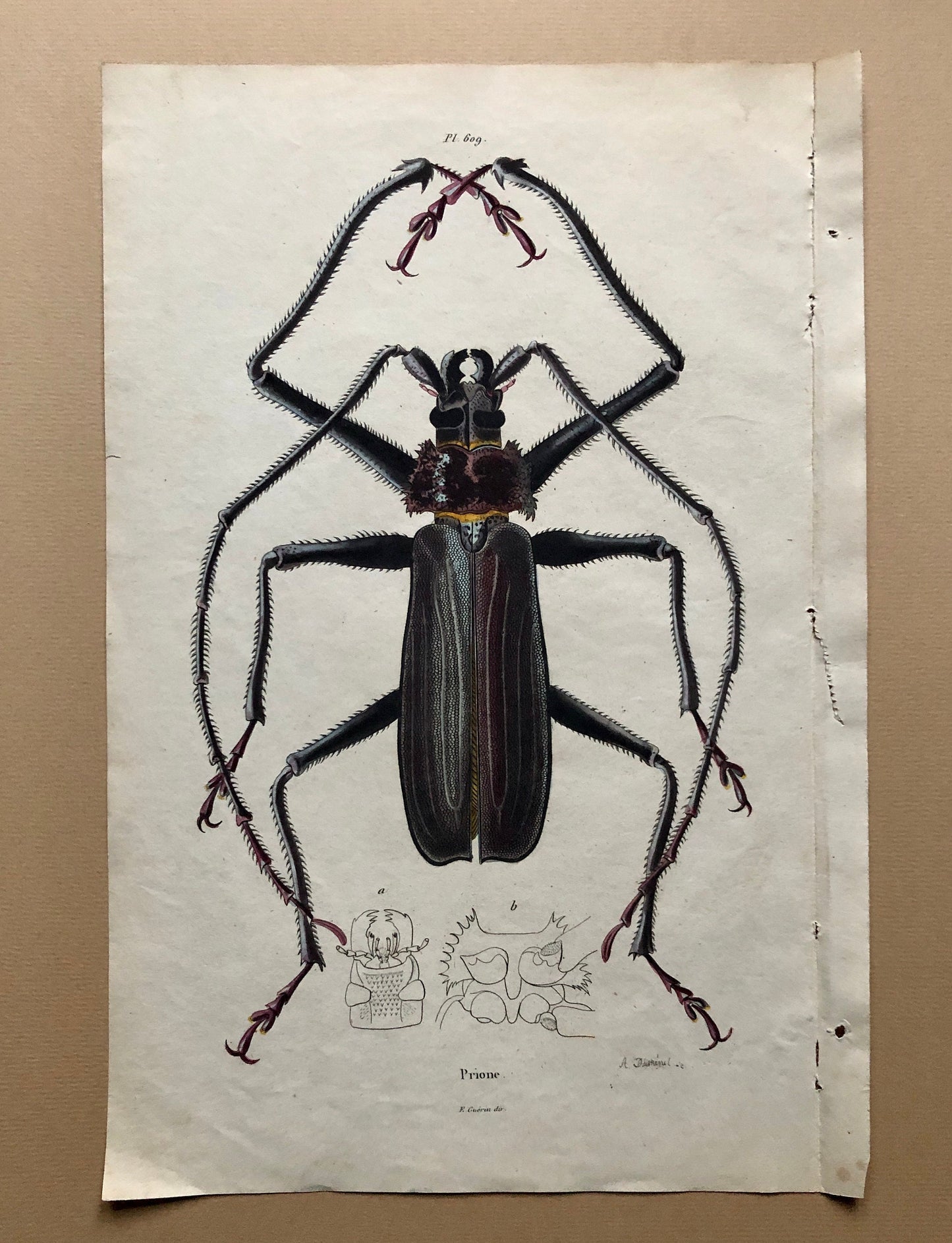 Five Antique Steel Engravings (1830s) From a French Dictionary Featuring Varieties of Beetle. Engraved by August Demenil. 28. X 18 cms.