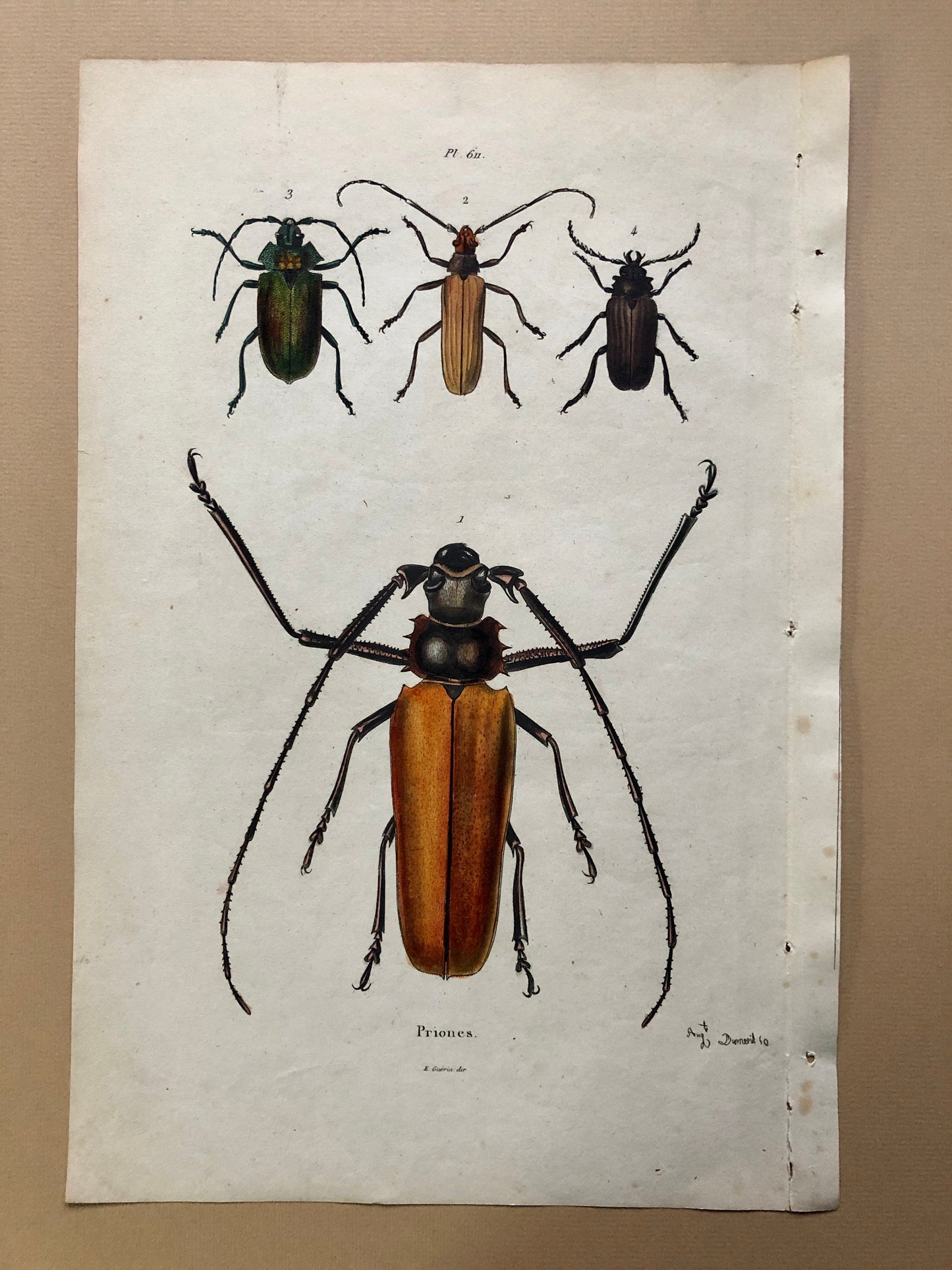 Five Antique Steel Engravings (1830s) From a French Dictionary Featuring Varieties of Beetle. Engraved by August Demenil. 28. X 18 cms.