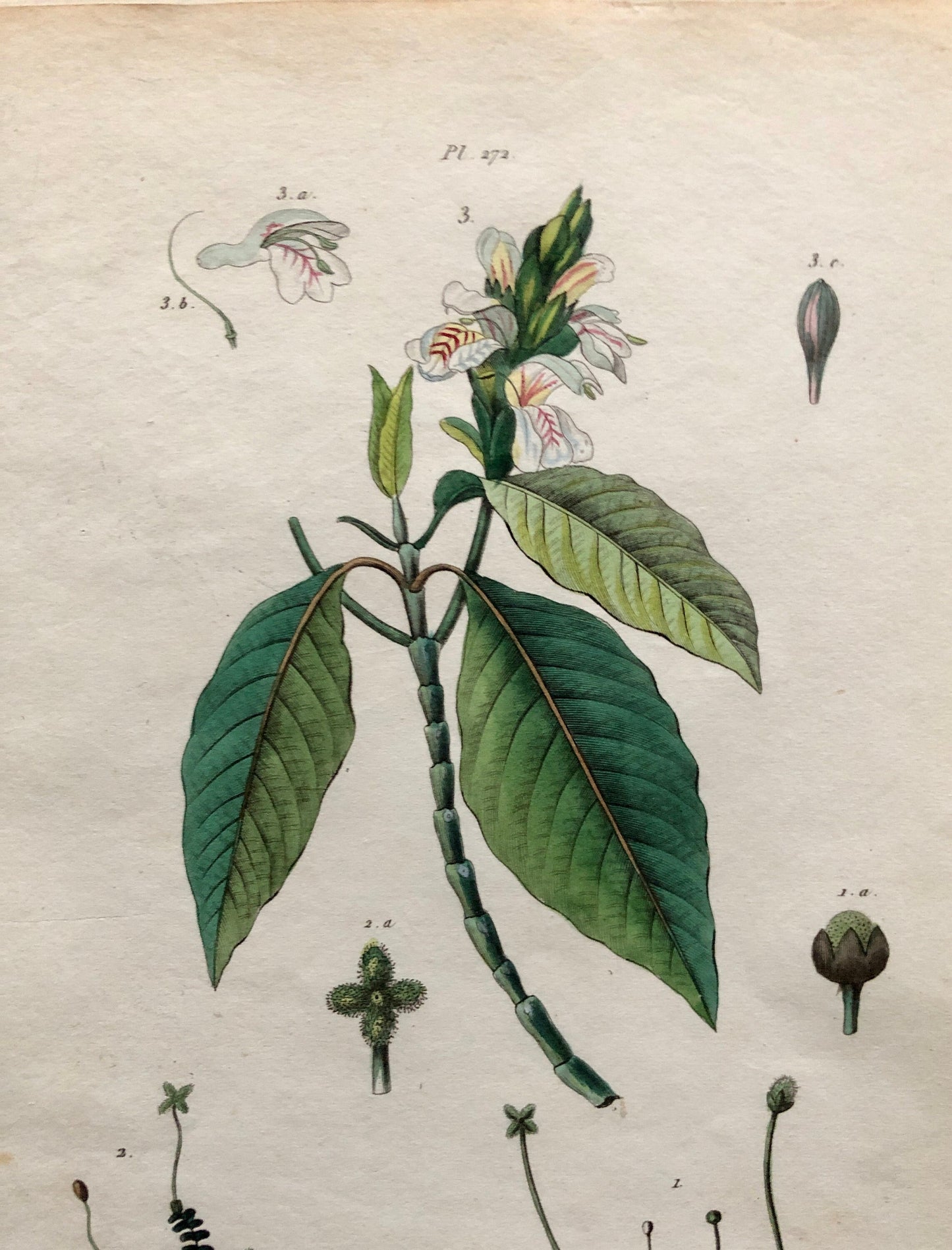Six Antique Prints From a French Dictionary. Birds, Insects, Trees and Plants. Hand coloured Lithographs. Size: 29 x 18 cms.