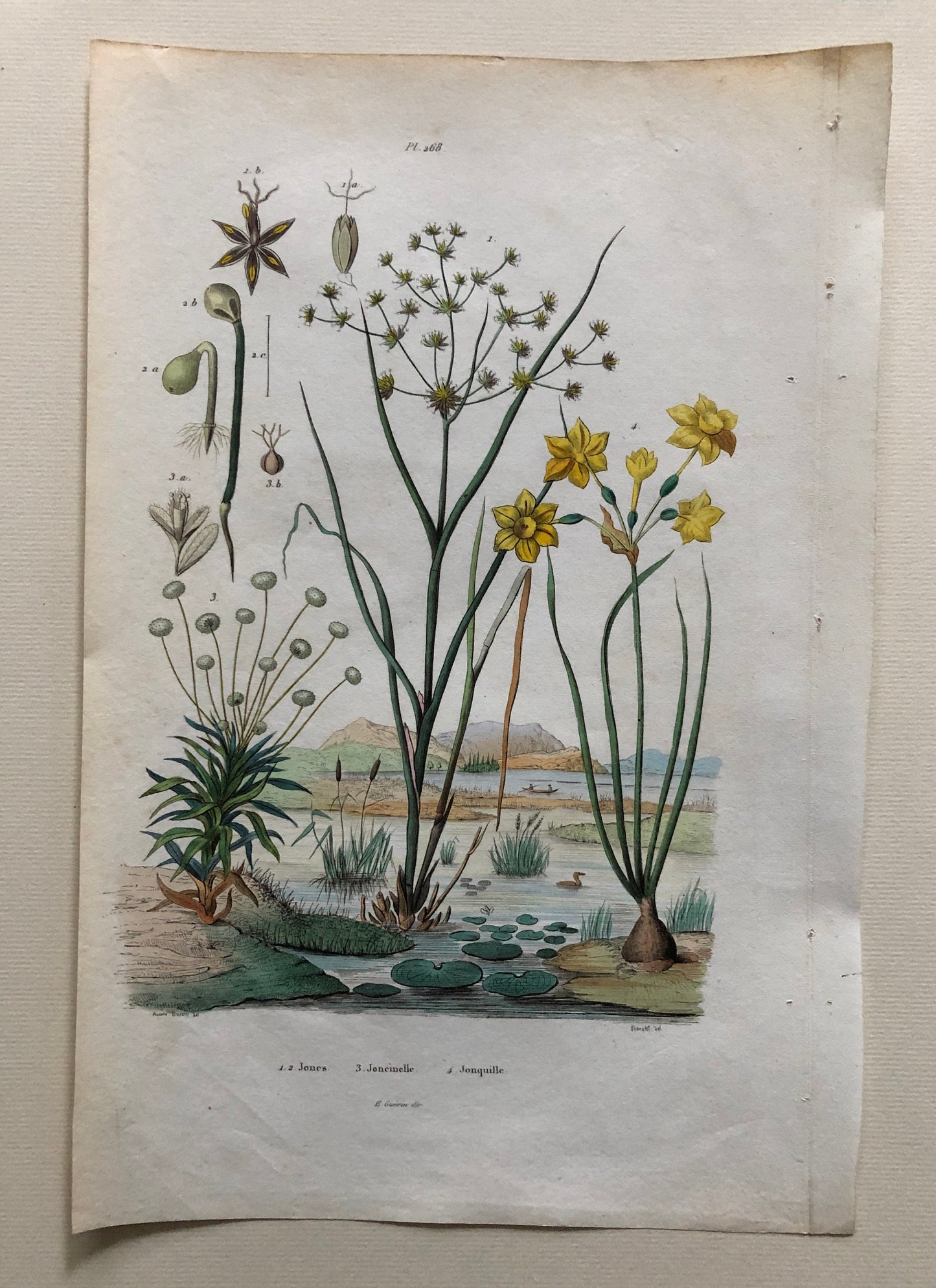 Six Antique Prints From a French Dictionary. Birds, Insects, Trees and Plants. Hand coloured Lithographs. Size: 29 x 18 cms.