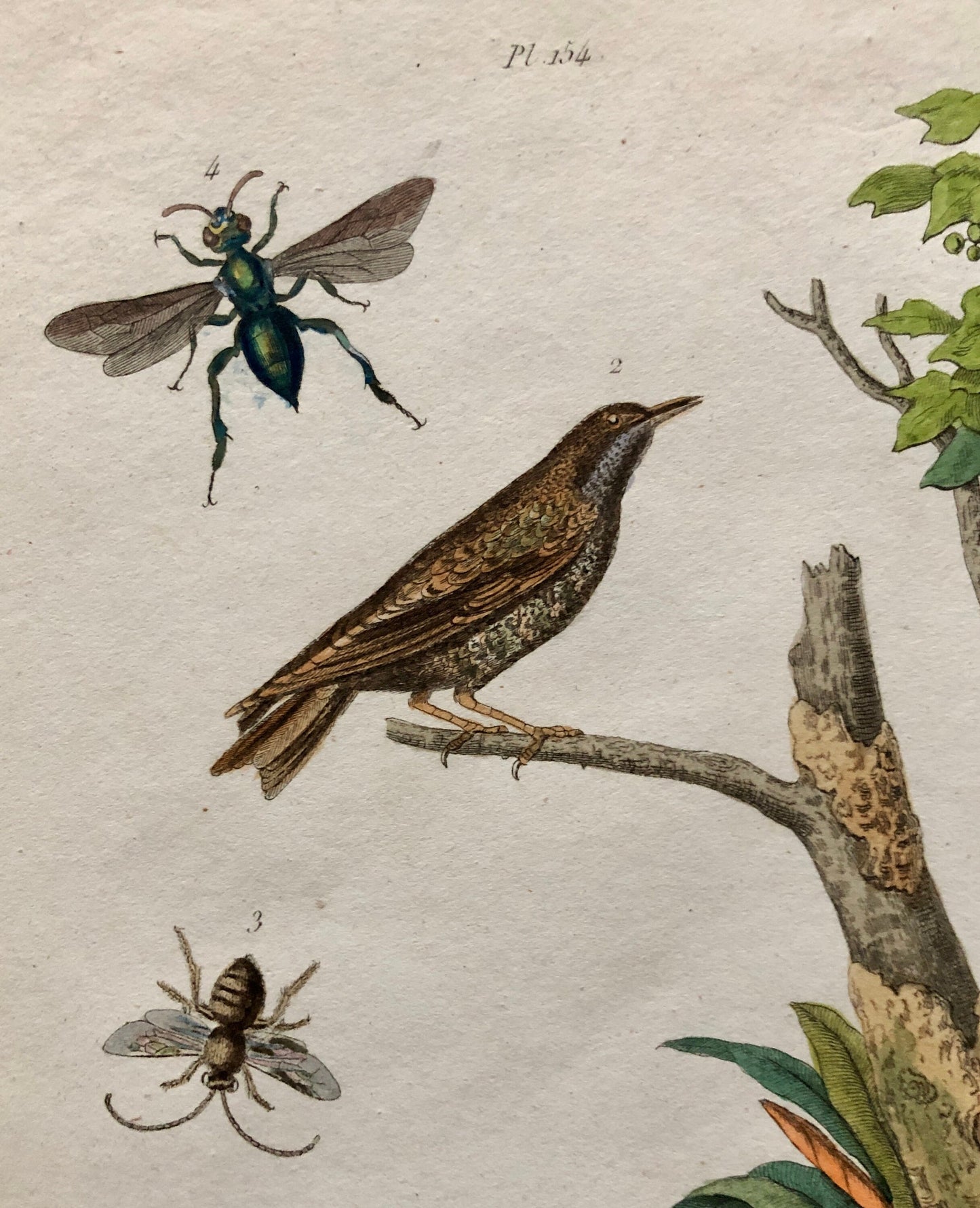 Six Antique Prints From a French Dictionary. Birds, Insects, Trees and Plants. Hand coloured Lithographs. Size: 29 x 18 cms.