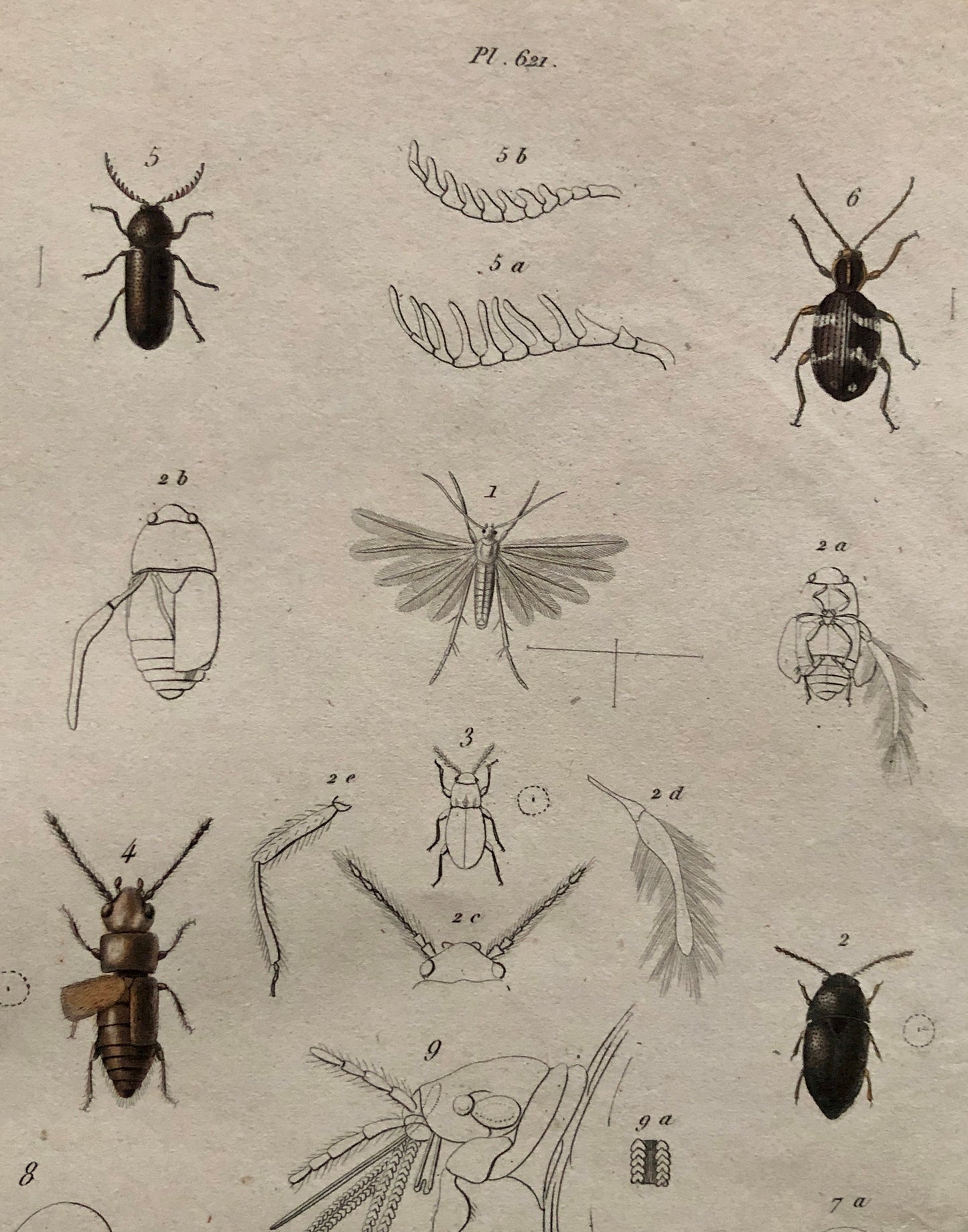 Three Antique Steel Engravings by E. Guérin. From a French Dictionary. Featuring Various Types of Spider and A Flea. Size: 29 x 18 cms.