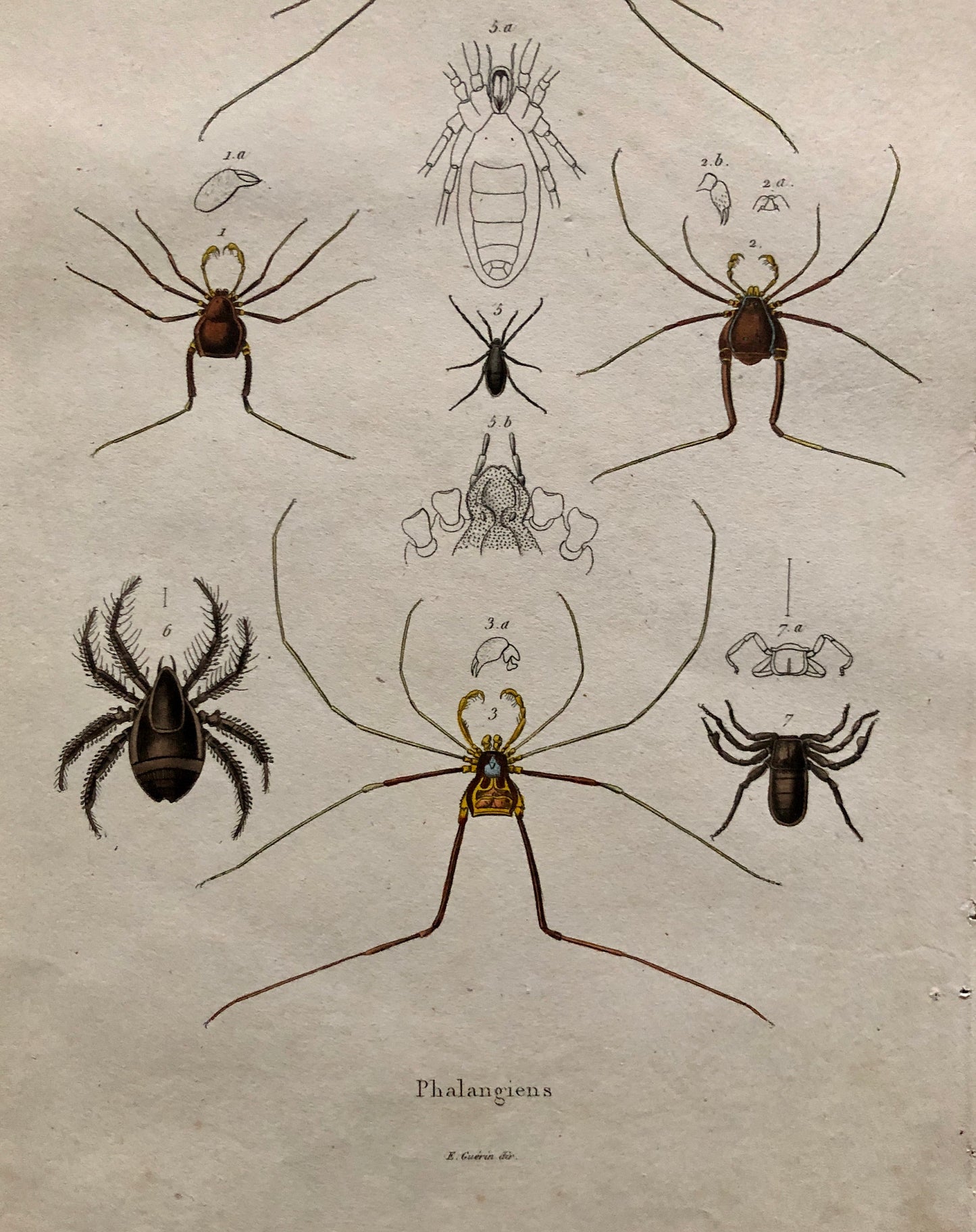 Three Antique Steel Engravings by E. Guérin. From a French Dictionary. Featuring Various Types of Spider and A Flea. Size: 29 x 18 cms.
