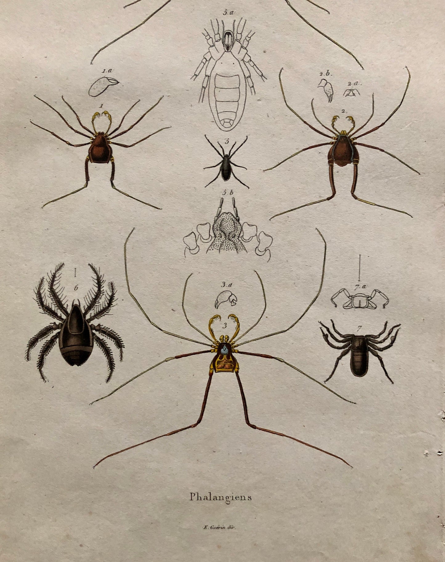 Three Antique Steel Engravings by E. Guérin. From a French Dictionary. Featuring Various Types of Spider and A Flea. Size: 29 x 18 cms.