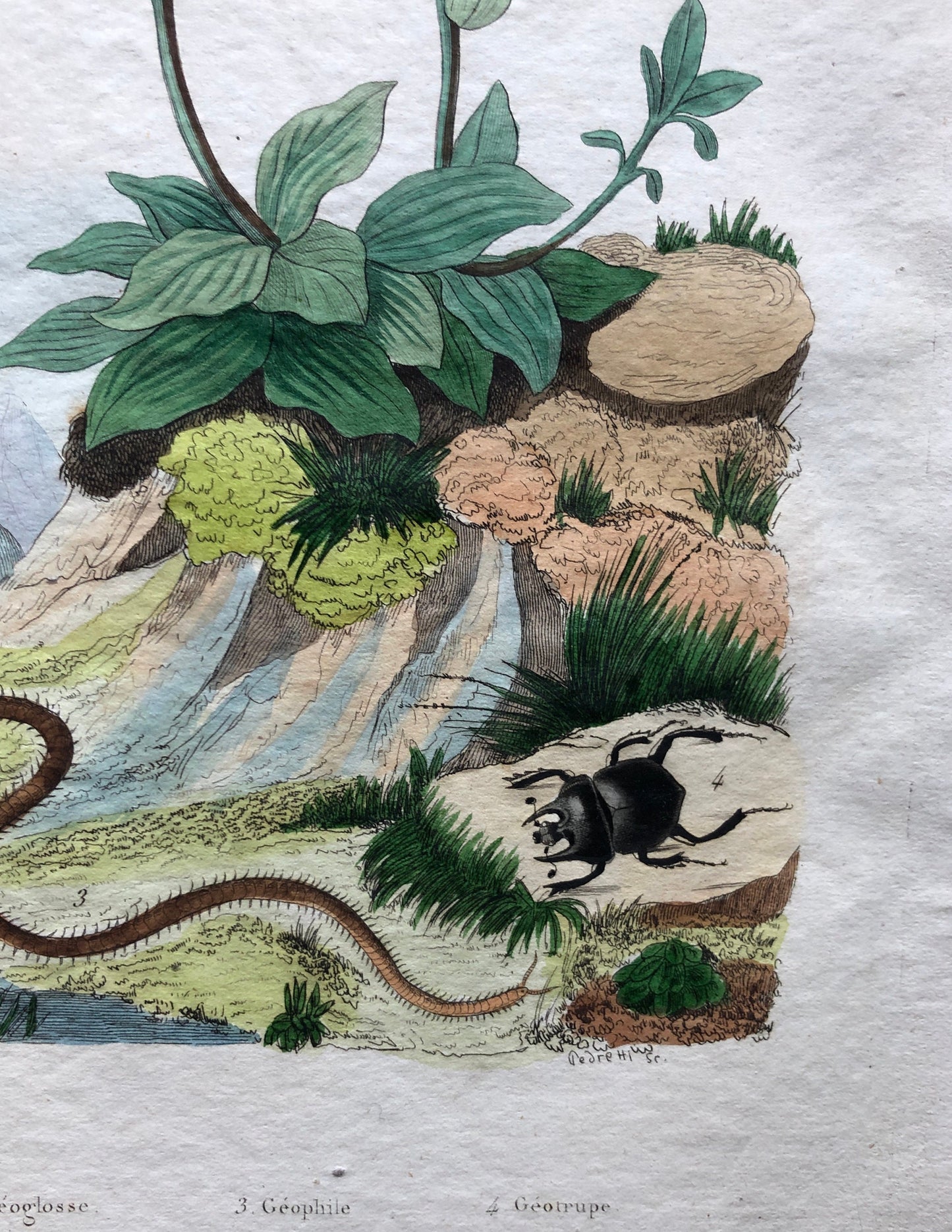 Two Antique Prints (1830s) From a French Dictionary Featuring Plants, Insects and a Jerboa. Size: 28. X 18 cms.