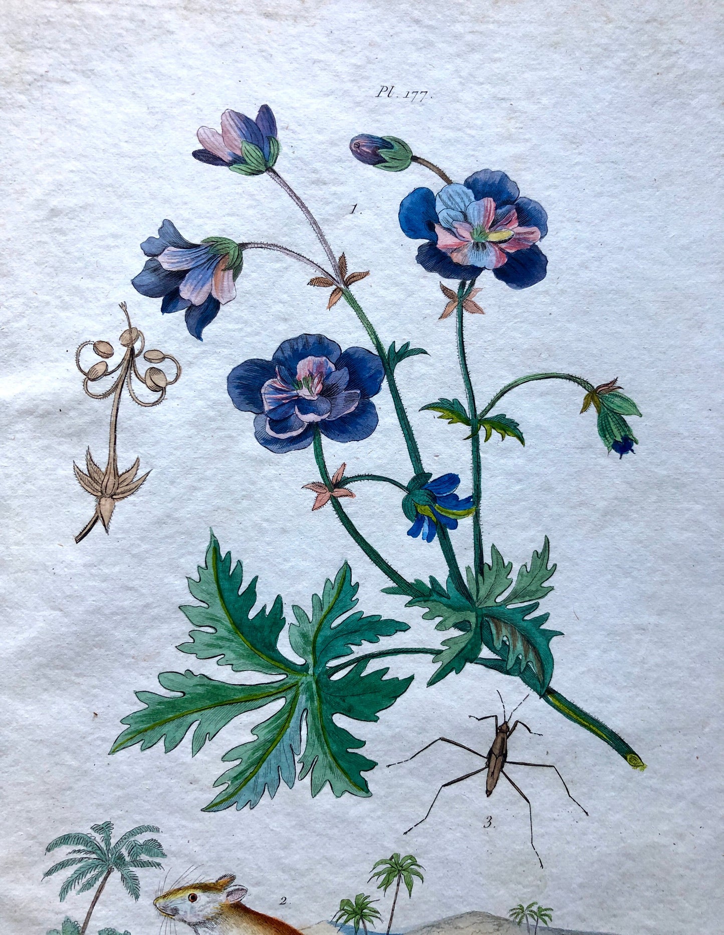 Two Antique Prints (1830s) From a French Dictionary Featuring Plants, Insects and a Jerboa. Size: 28. X 18 cms.