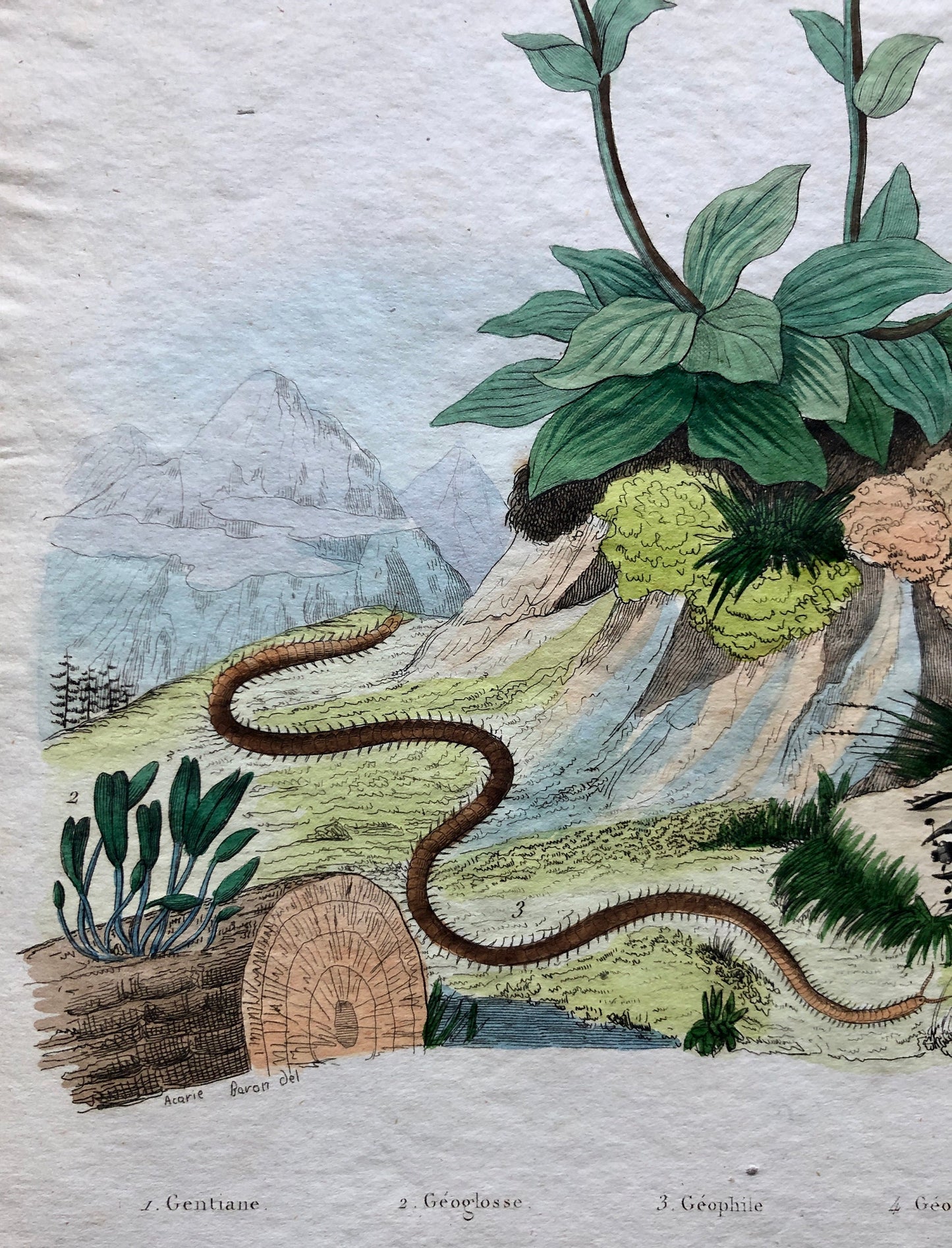 Two Antique Prints (1830s) From a French Dictionary Featuring Plants, Insects and a Jerboa. Size: 28. X 18 cms.