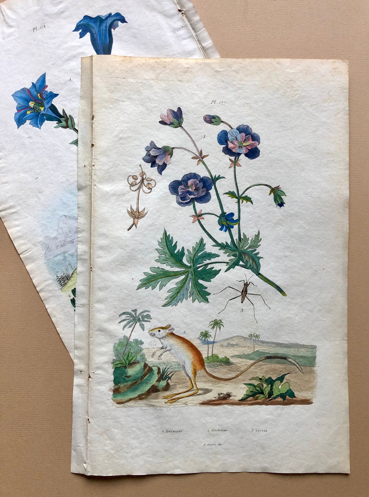 Two Antique Prints (1830s) From a French Dictionary Featuring Plants, Insects and a Jerboa. Size: 28. X 18 cms.