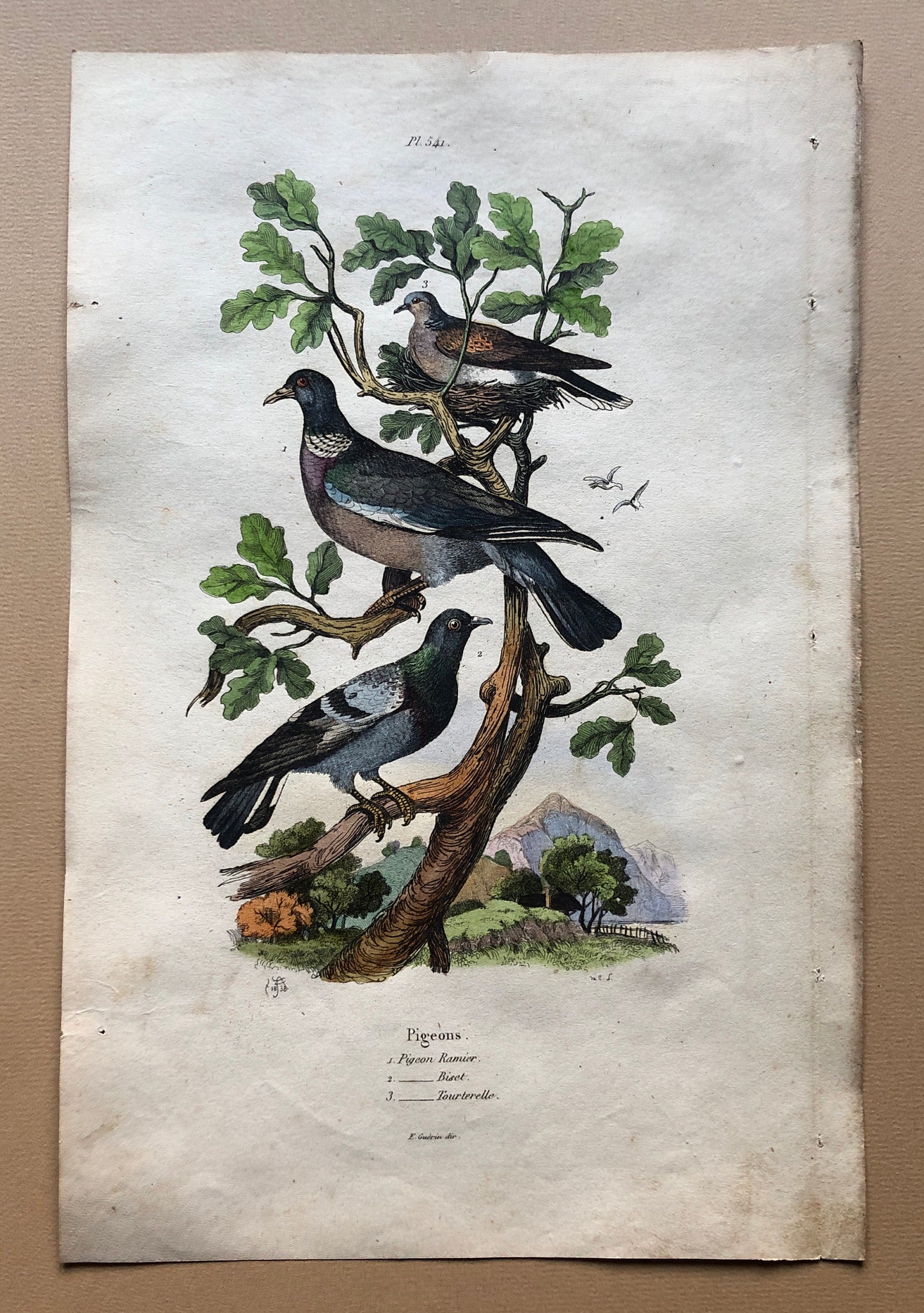 Six Antique Hand Coloured Lithographs (1830s) From a French Dictionary Breeds of Pigeon. Engraved by Du Carre. Size: 28. X 18 cms.
