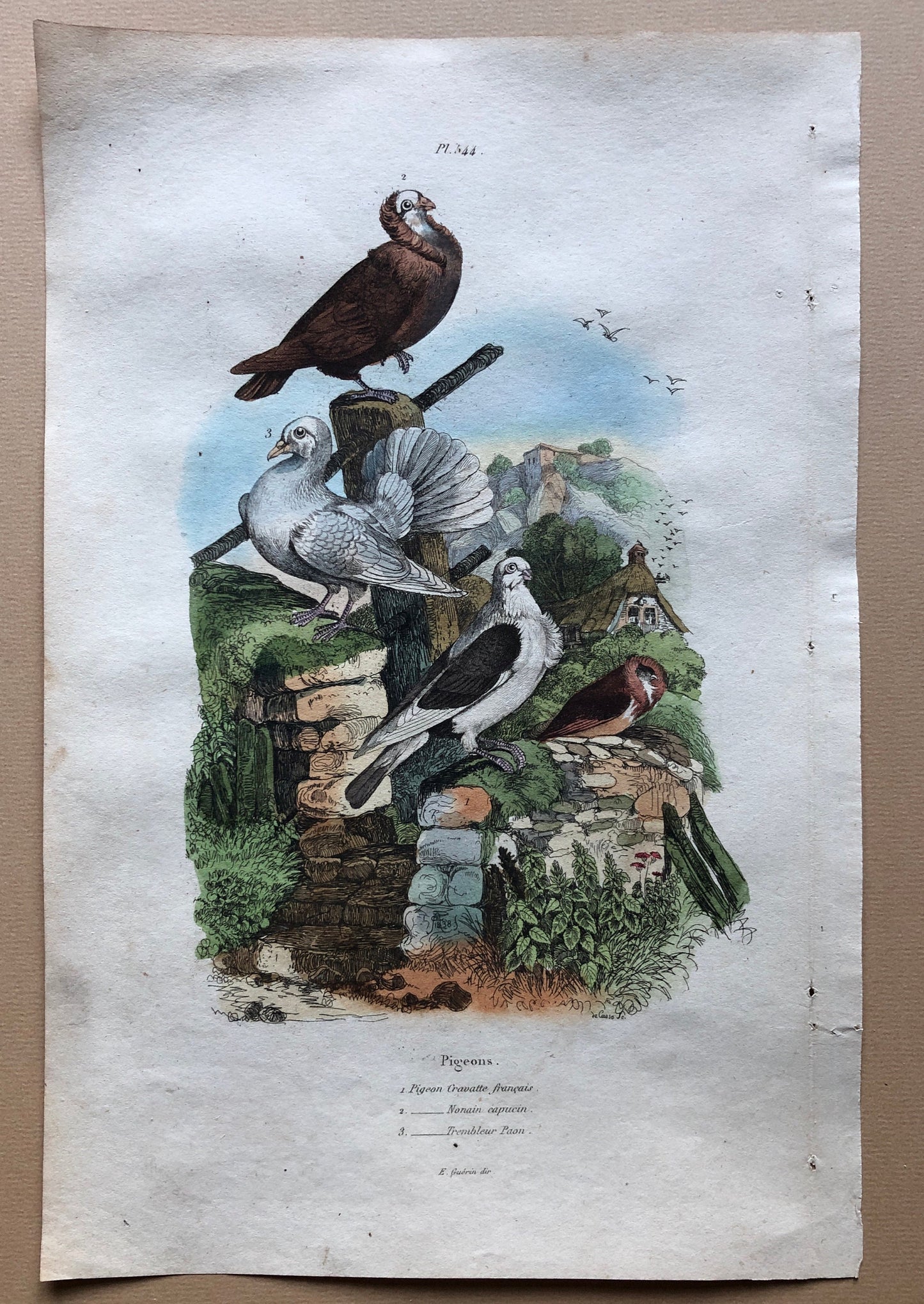Six Antique Hand Coloured Lithographs (1830s) From a French Dictionary Breeds of Pigeon. Engraved by Du Carre. Size: 28. X 18 cms.