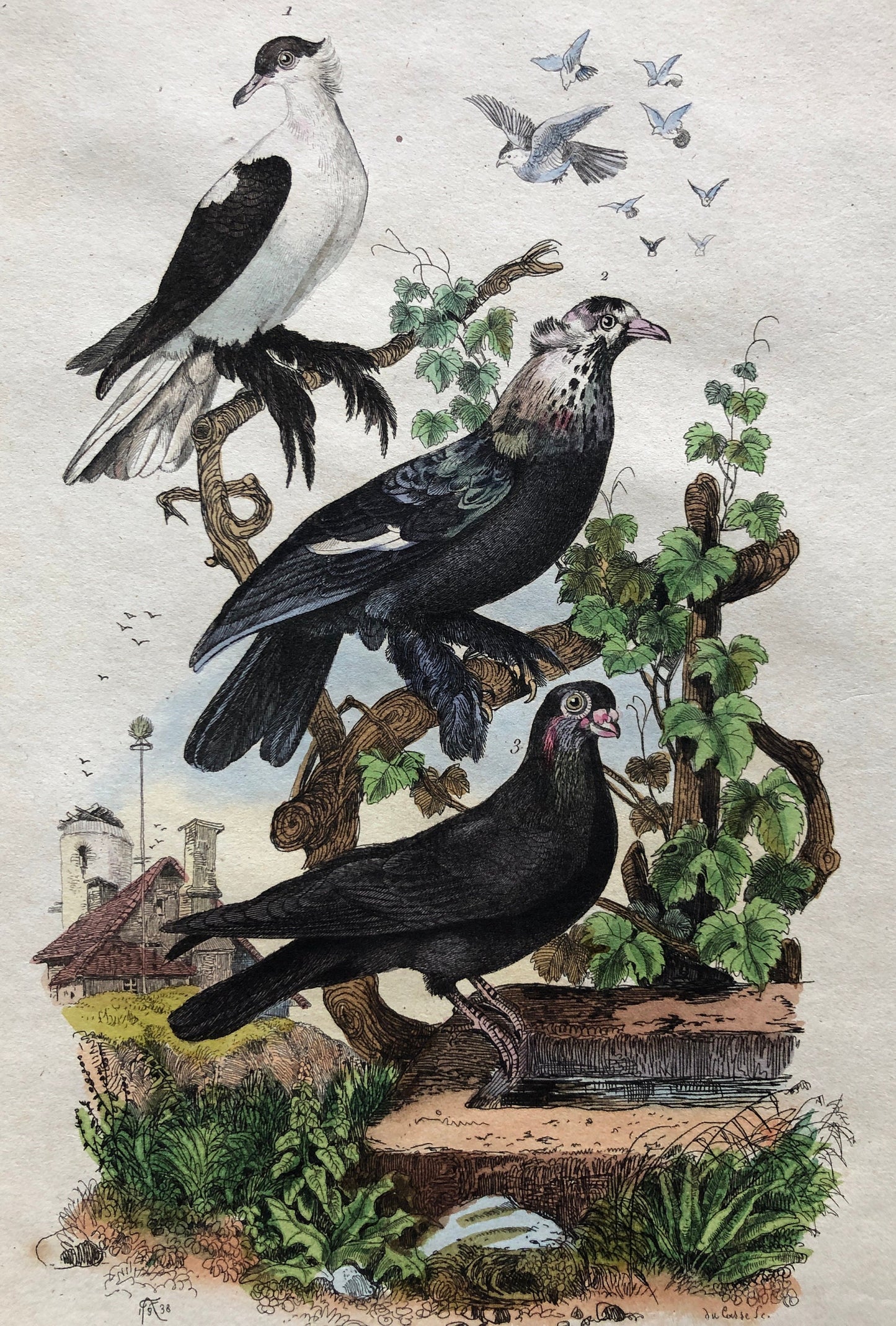 Six Antique Hand Coloured Lithographs (1830s) From a French Dictionary Breeds of Pigeon. Engraved by Du Carre. Size: 28. X 18 cms.