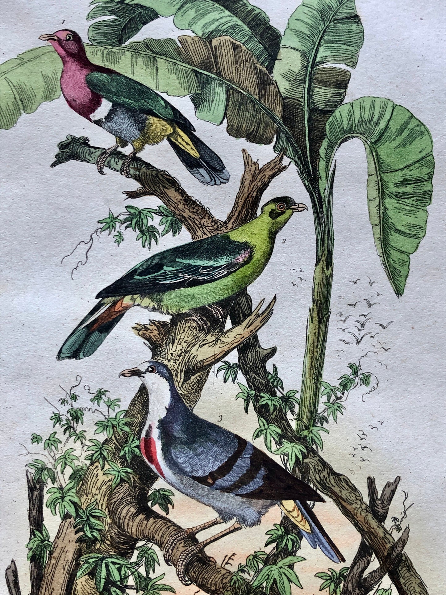 Six Antique Hand Coloured Lithographs (1830s) From a French Dictionary Breeds of Pigeon. Engraved by Du Carre. Size: 28. X 18 cms.