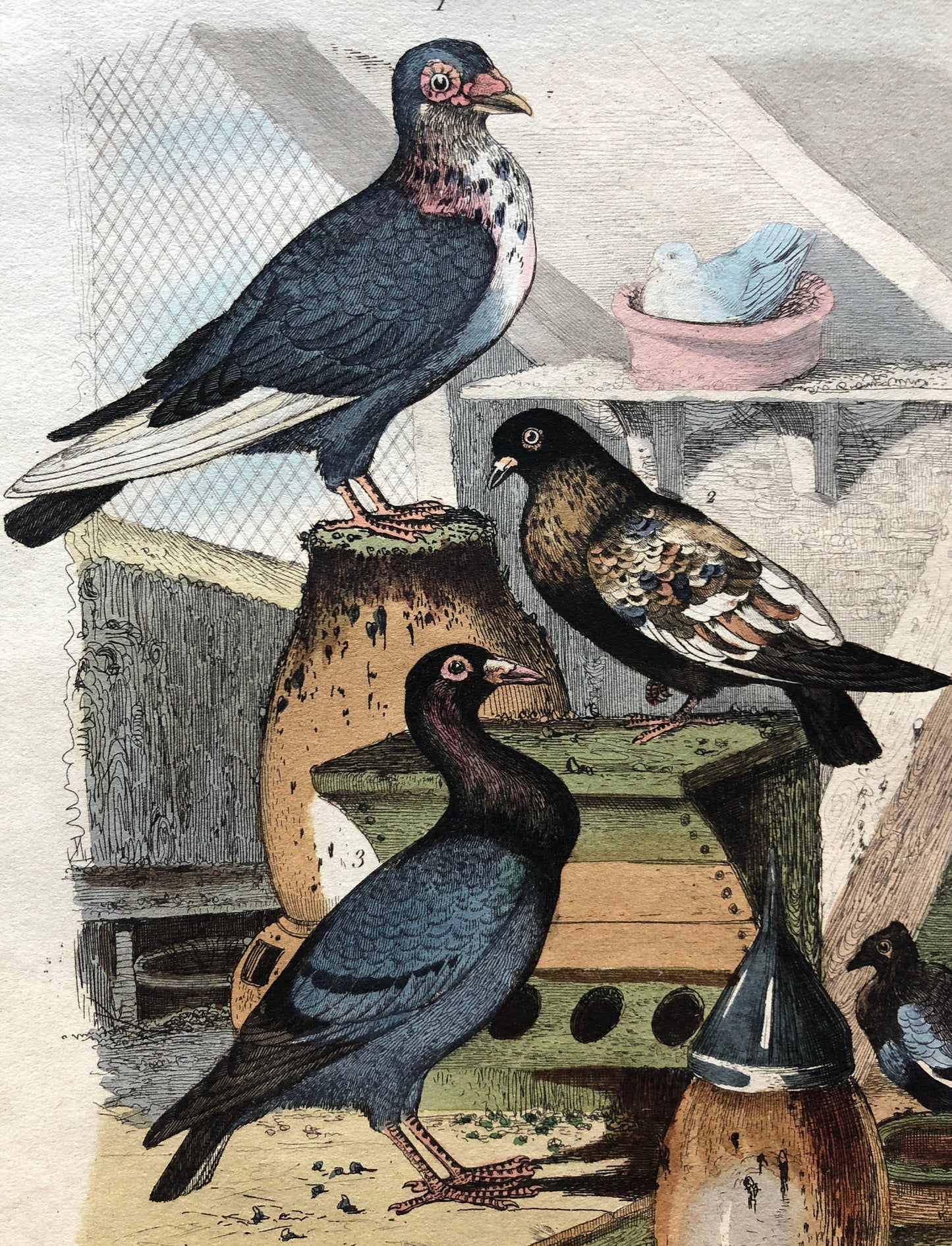 Six Antique Hand Coloured Lithographs (1830s) From a French Dictionary Breeds of Pigeon. Engraved by Du Carre. Size: 28. X 18 cms.