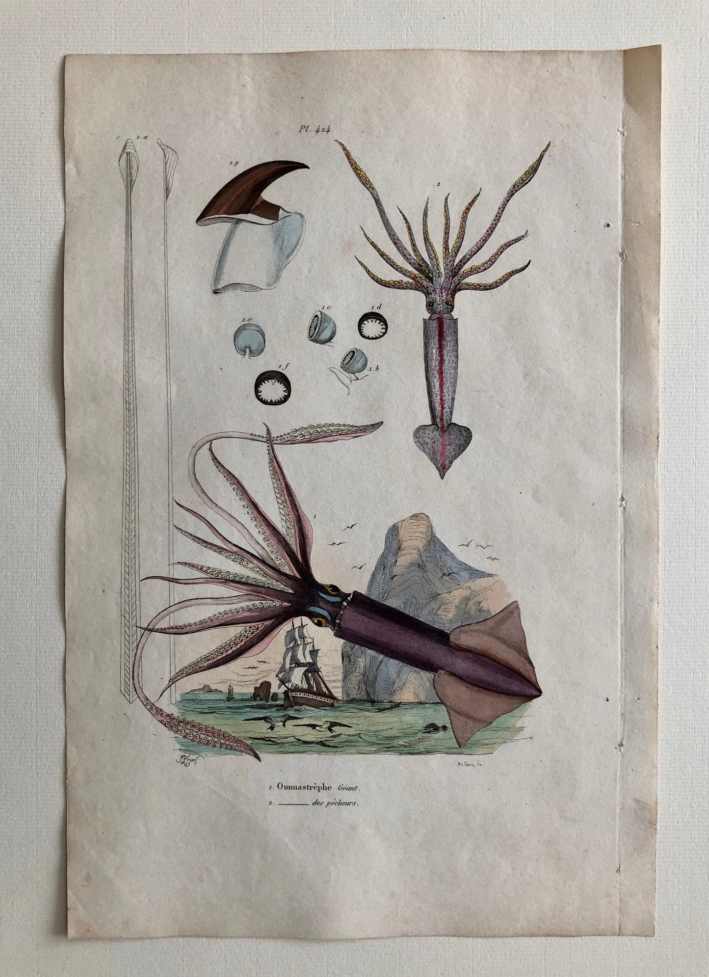 Three Antique Prints From a French Dictionary. A Squid, a Jellyfish, a Crab, Shells, Insects. Hand coloured Lithographs. Size: 29 x 18 cms.