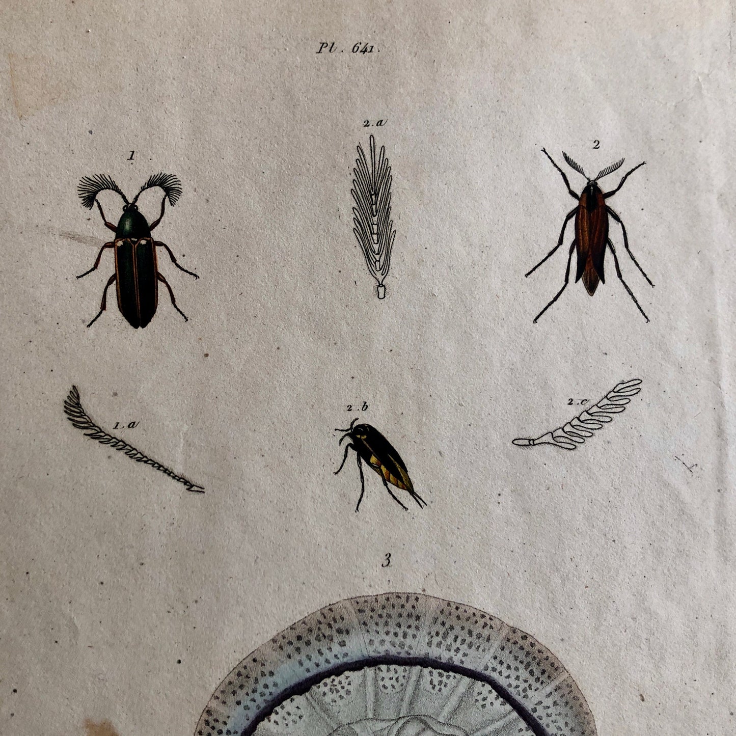 Three Antique Prints From a French Dictionary. A Squid, a Jellyfish, a Crab, Shells, Insects. Hand coloured Lithographs. Size: 29 x 18 cms.