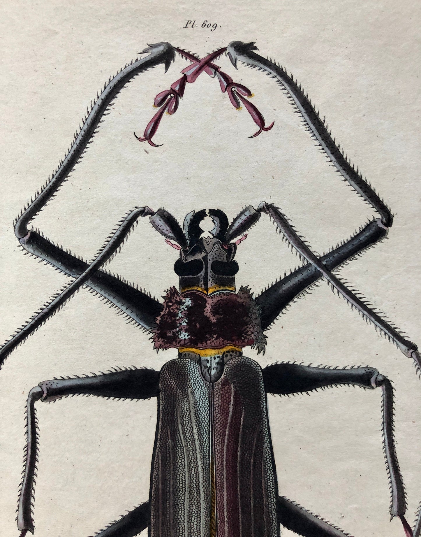 Five Antique Steel Engravings (1830s) From a French Dictionary Featuring Varieties of Beetle. Engraved by August Demenil. 28. X 18 cms.