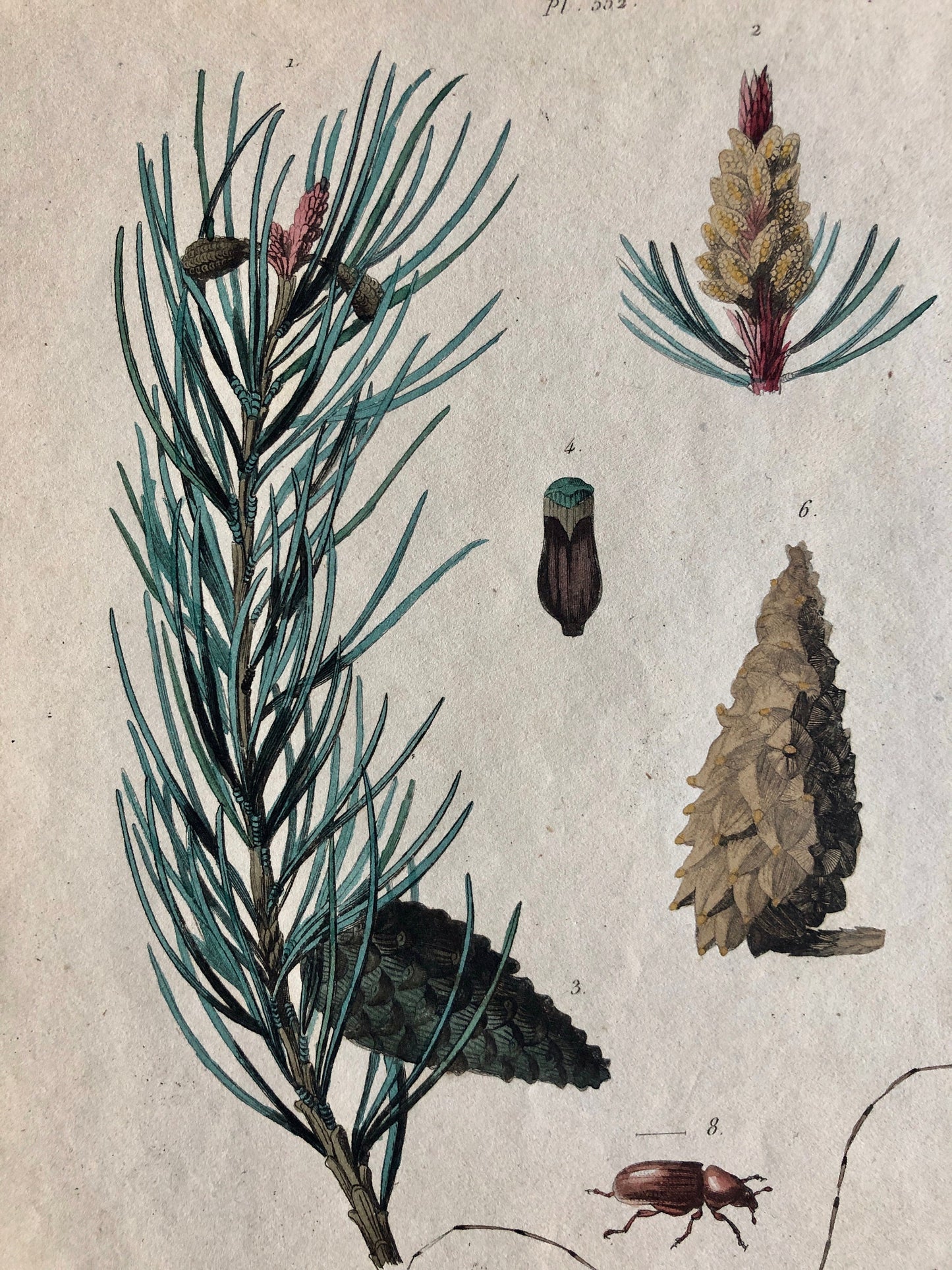Four Antique Prints (1838) From a French Dictionary Featuring Different Varieties of Pine Cone. Size: 28. X 18 cms.