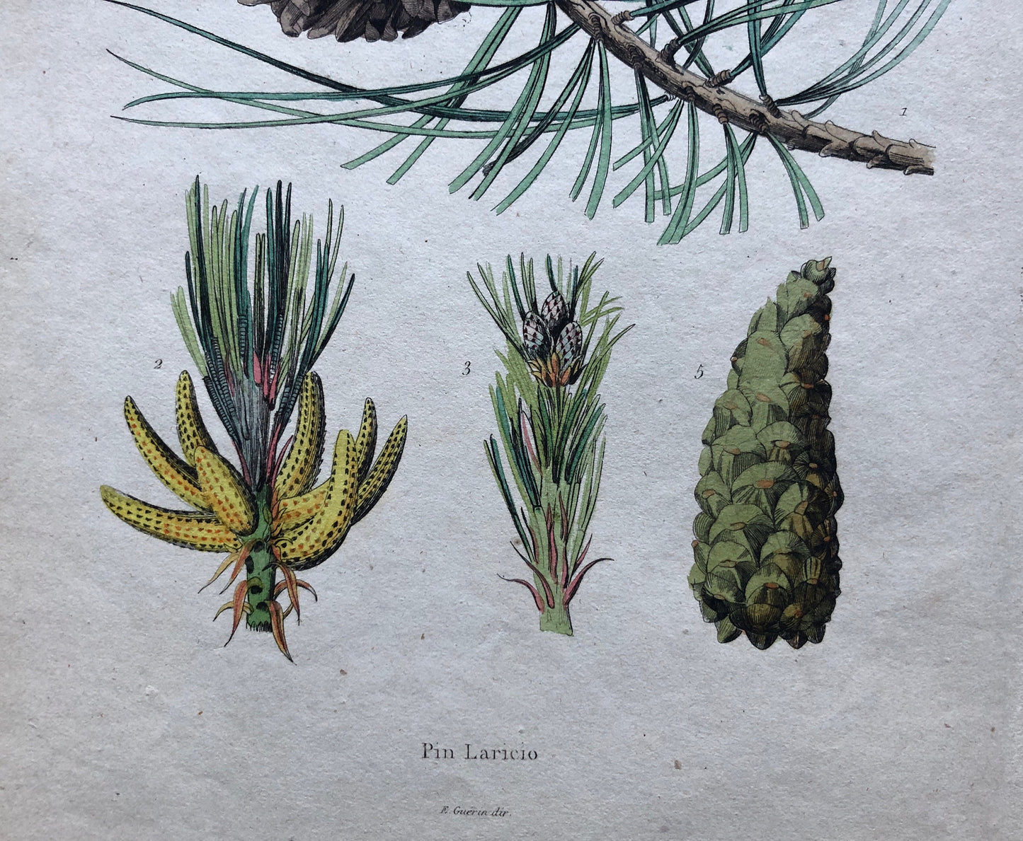 Four Antique Prints (1838) From a French Dictionary Featuring Different Varieties of Pine Cone. Size: 28. X 18 cms.
