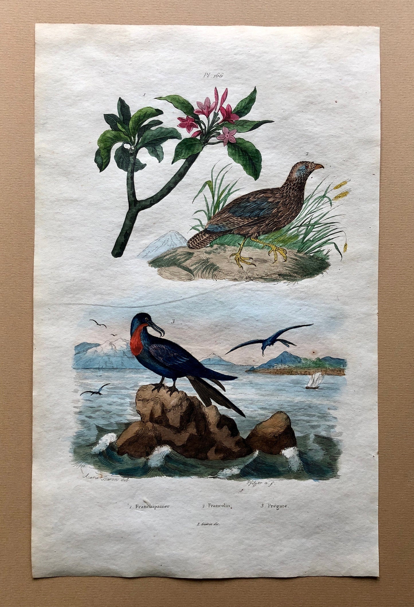 Eight Antique Prints From a French Dictionary. Birds, Fish, Insects and Plants. Hand coloured. Blue and Green Shades. Size: 29 x 18 cms.