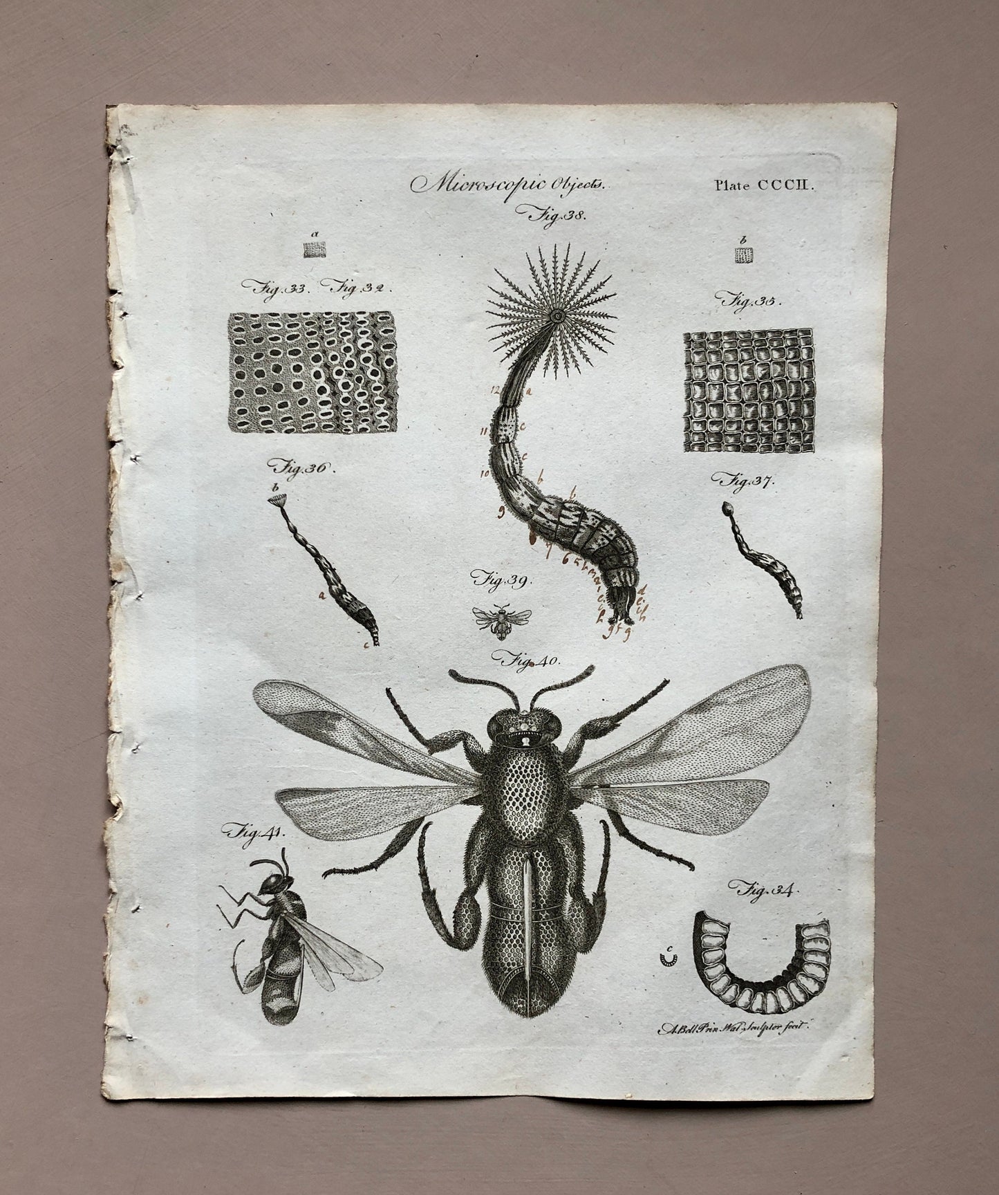 Microscopic Objects. 3 Original Engravings. From The Encyclopedia Britannica. Engraved by A. Bell. Dated 1797. Size: 26.5 x 20.5 cms