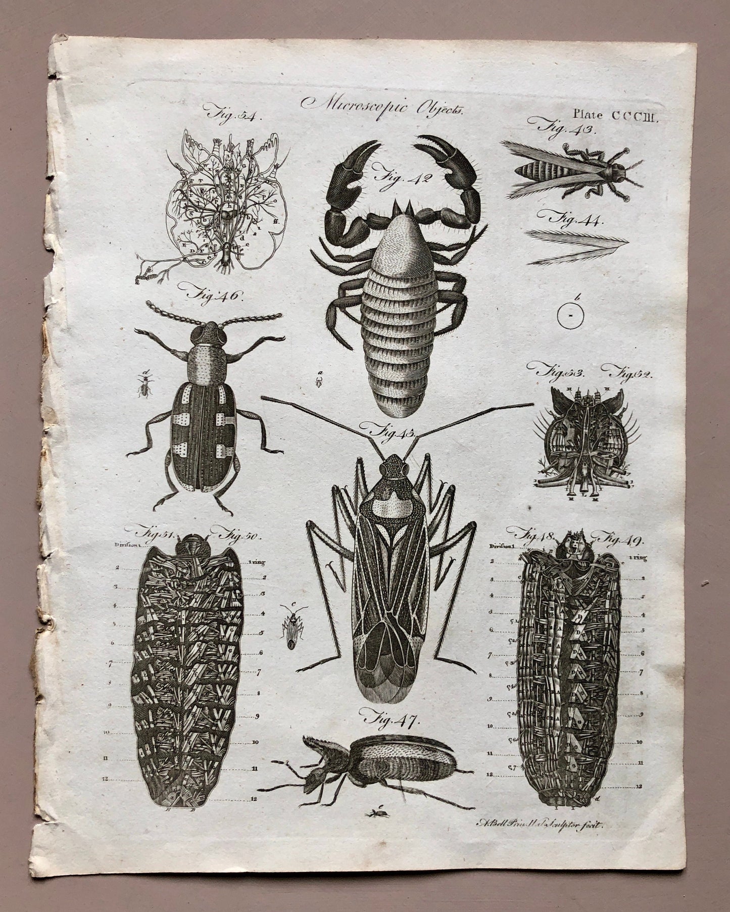 Microscopic Objects. 3 Original Engravings. From The Encyclopedia Britannica. Engraved by A. Bell. Dated 1797. Size: 26.5 x 20.5 cms