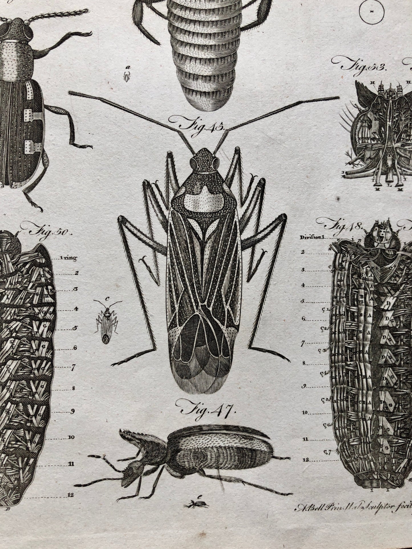 Microscopic Objects. 3 Original Engravings. From The Encyclopedia Britannica. Engraved by A. Bell. Dated 1797. Size: 26.5 x 20.5 cms